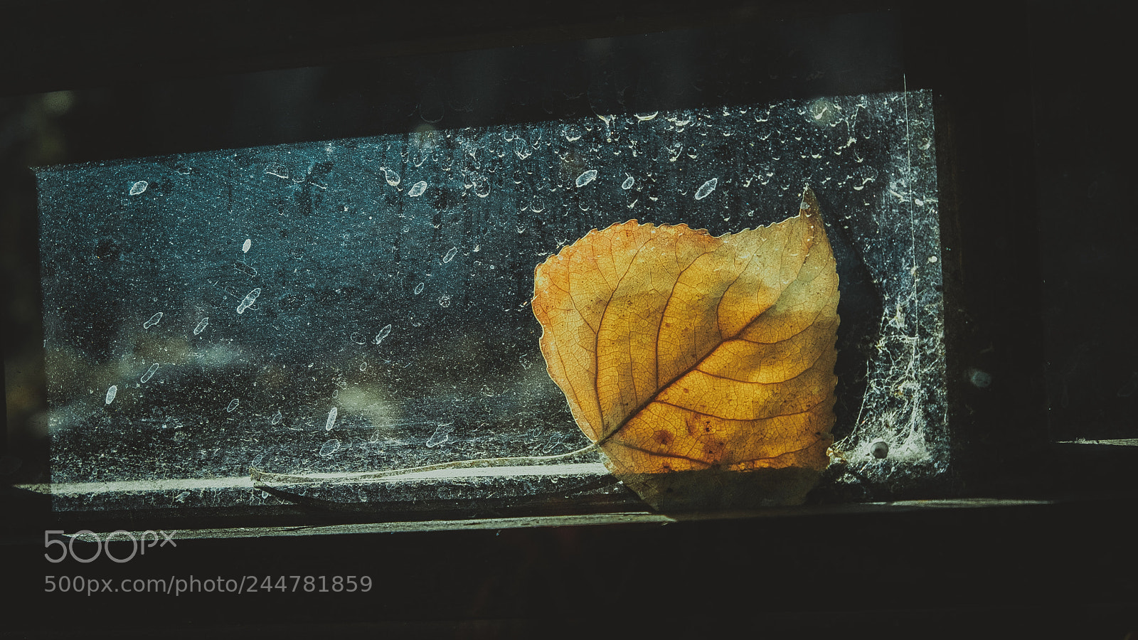 Fujifilm X-T20 sample photo. Snow leaves photography