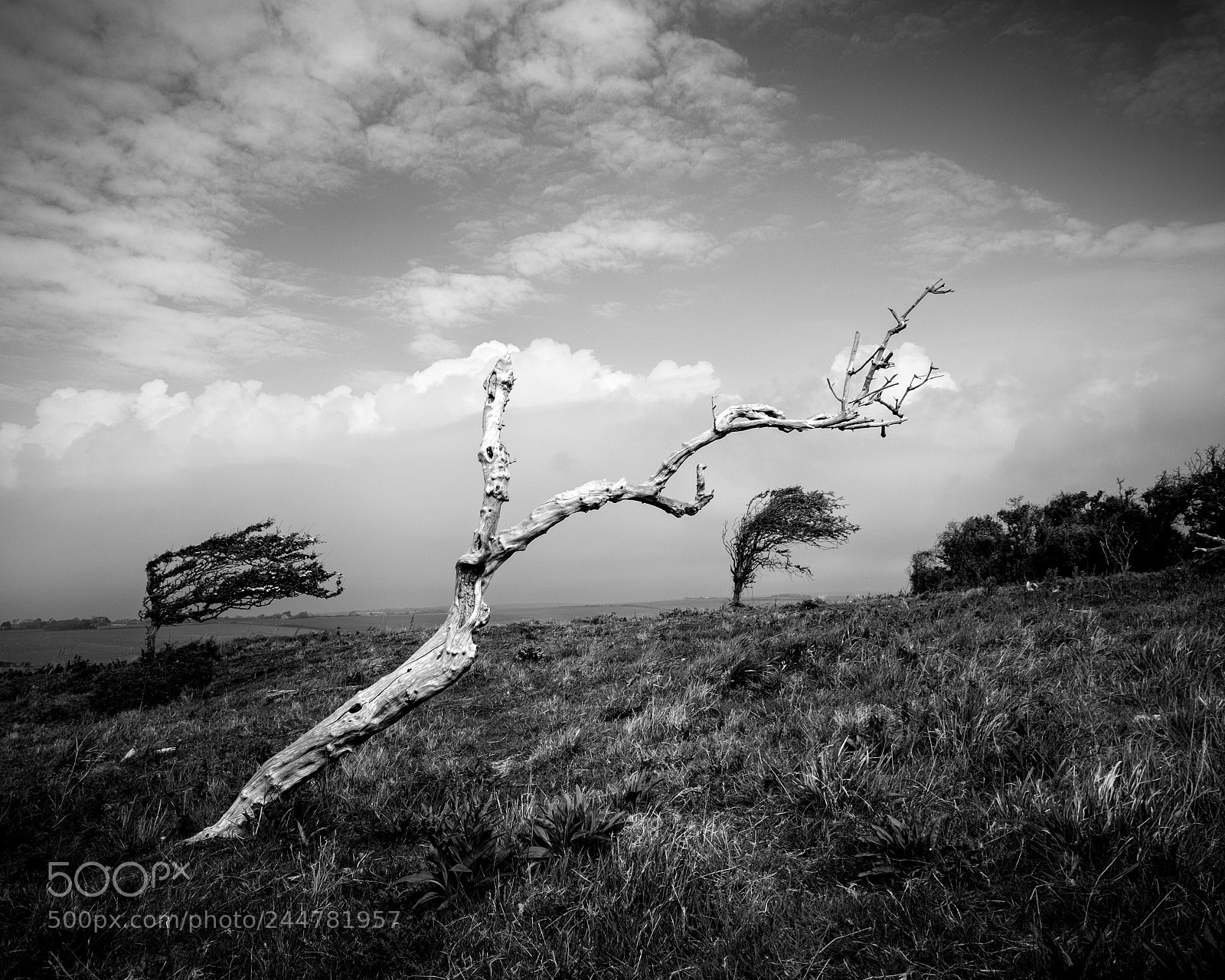 Fujifilm X-T1 sample photo. Old tree photography