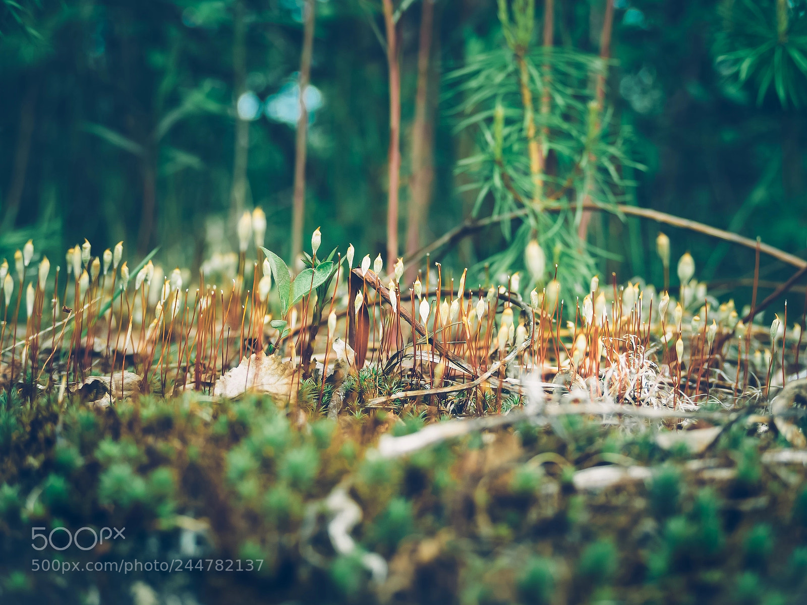 Olympus OM-D E-M5 II sample photo. Kukushkin flax photography