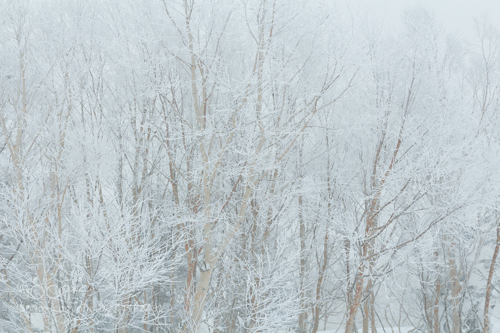 Canon EOS 700D (EOS Rebel T5i / EOS Kiss X7i) sample photo. Trees photography