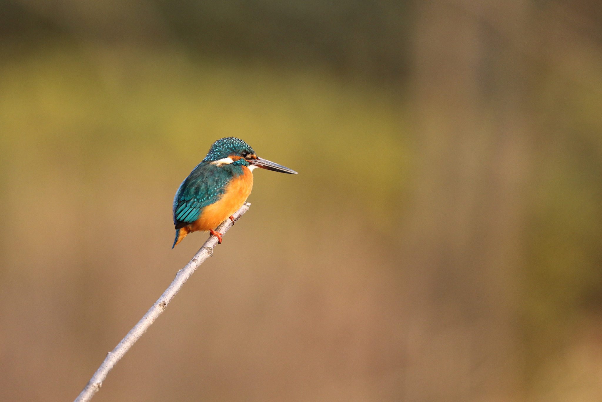 Canon EF 300mm F2.8L IS II USM sample photo. Kingfisher photography
