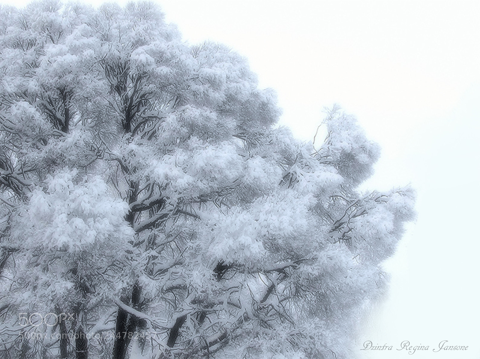 Canon PowerShot SX20 IS sample photo. Frost photography