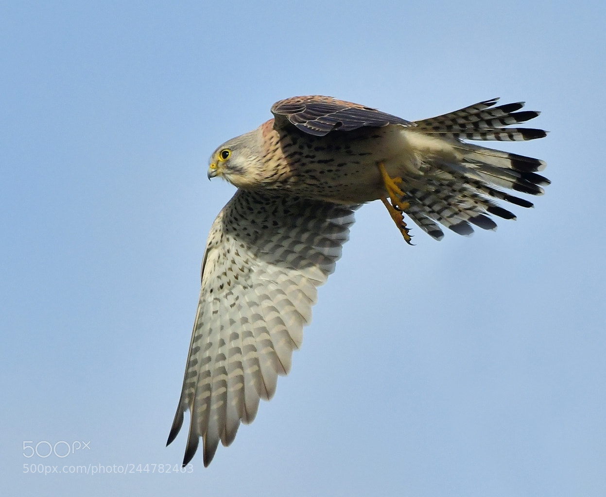 Nikon D500 sample photo. Torenvalk photography