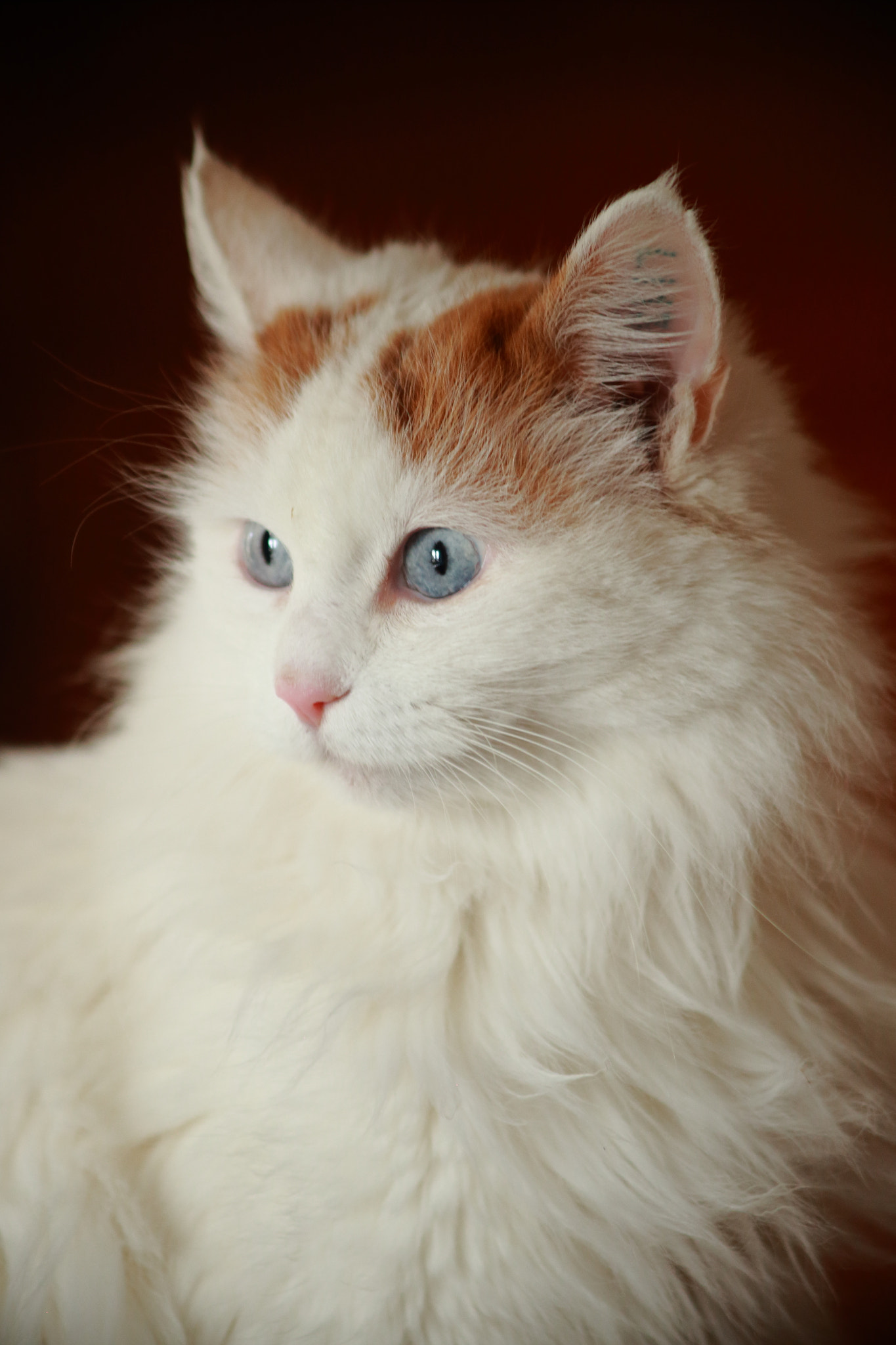 Canon EF 50-200mm f/3.5-4.5 sample photo. Madame roux photography