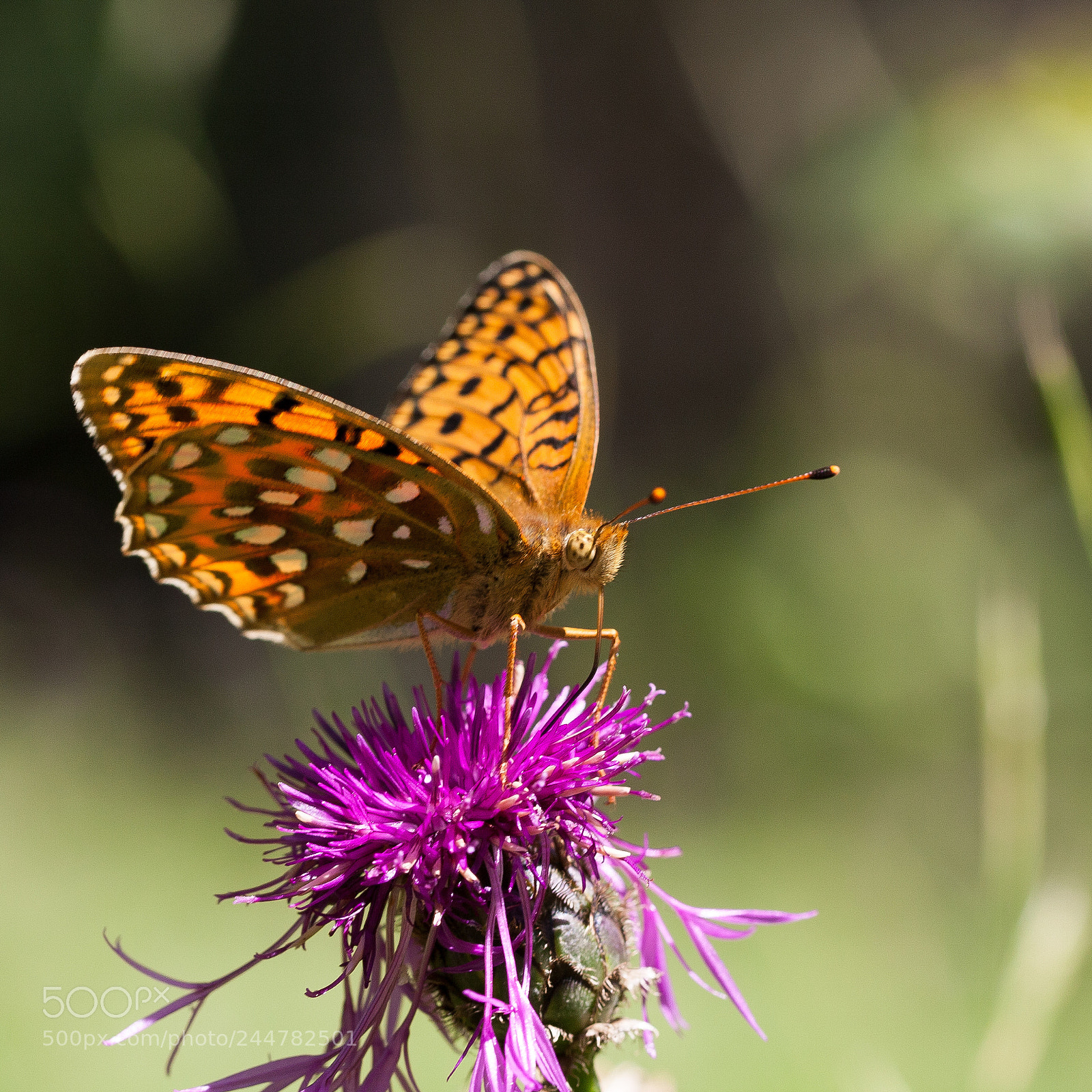 Canon EOS 40D sample photo. Still taking sunbath... photography