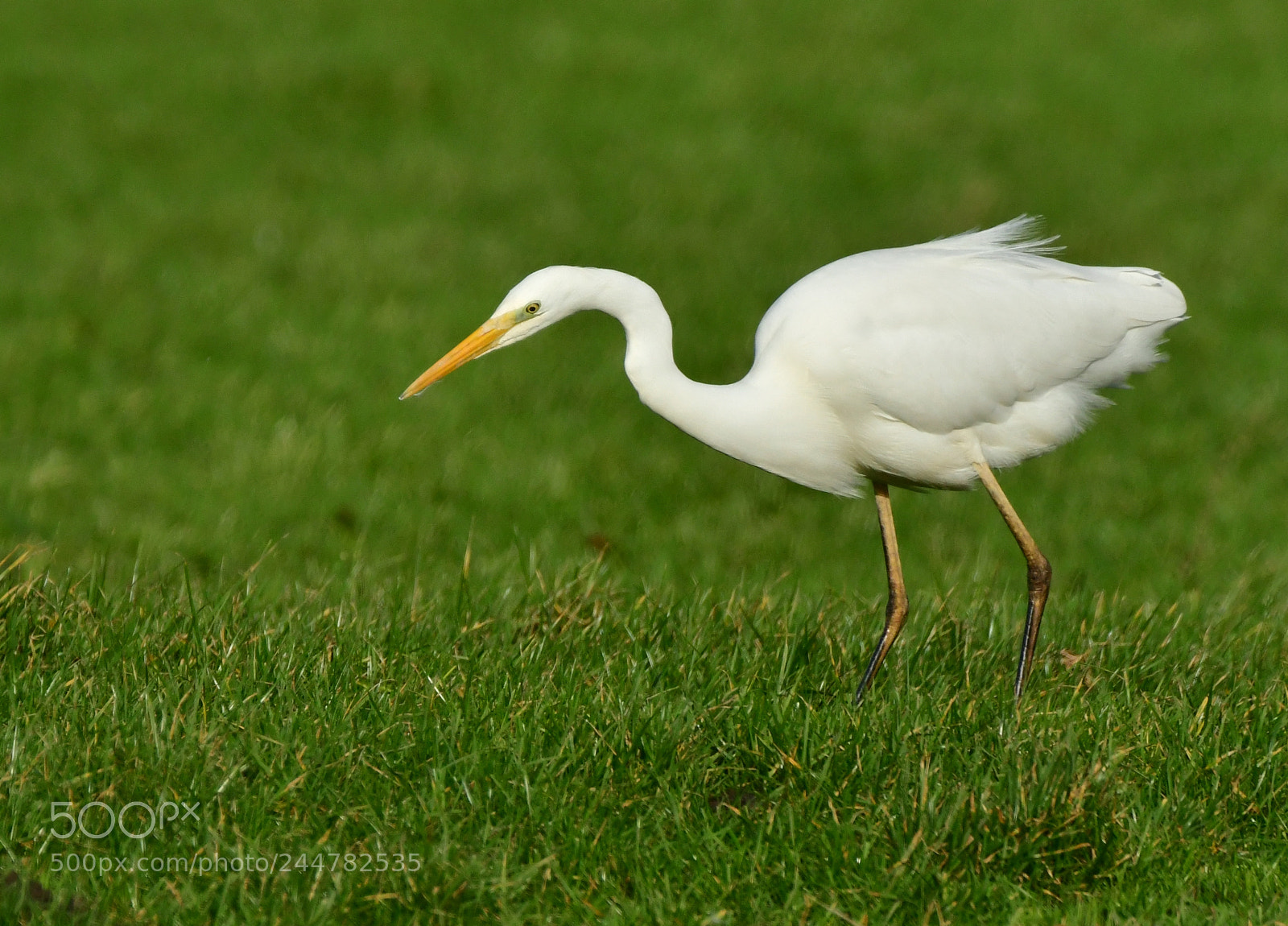Nikon D500 + Nikon AF-S Nikkor 500mm F4G ED VR sample photo. Grote zilverreiger photography