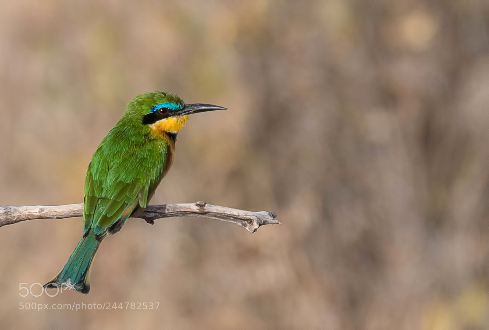 Nikon D500 sample photo. Cinnamon-chested bee-eater photography