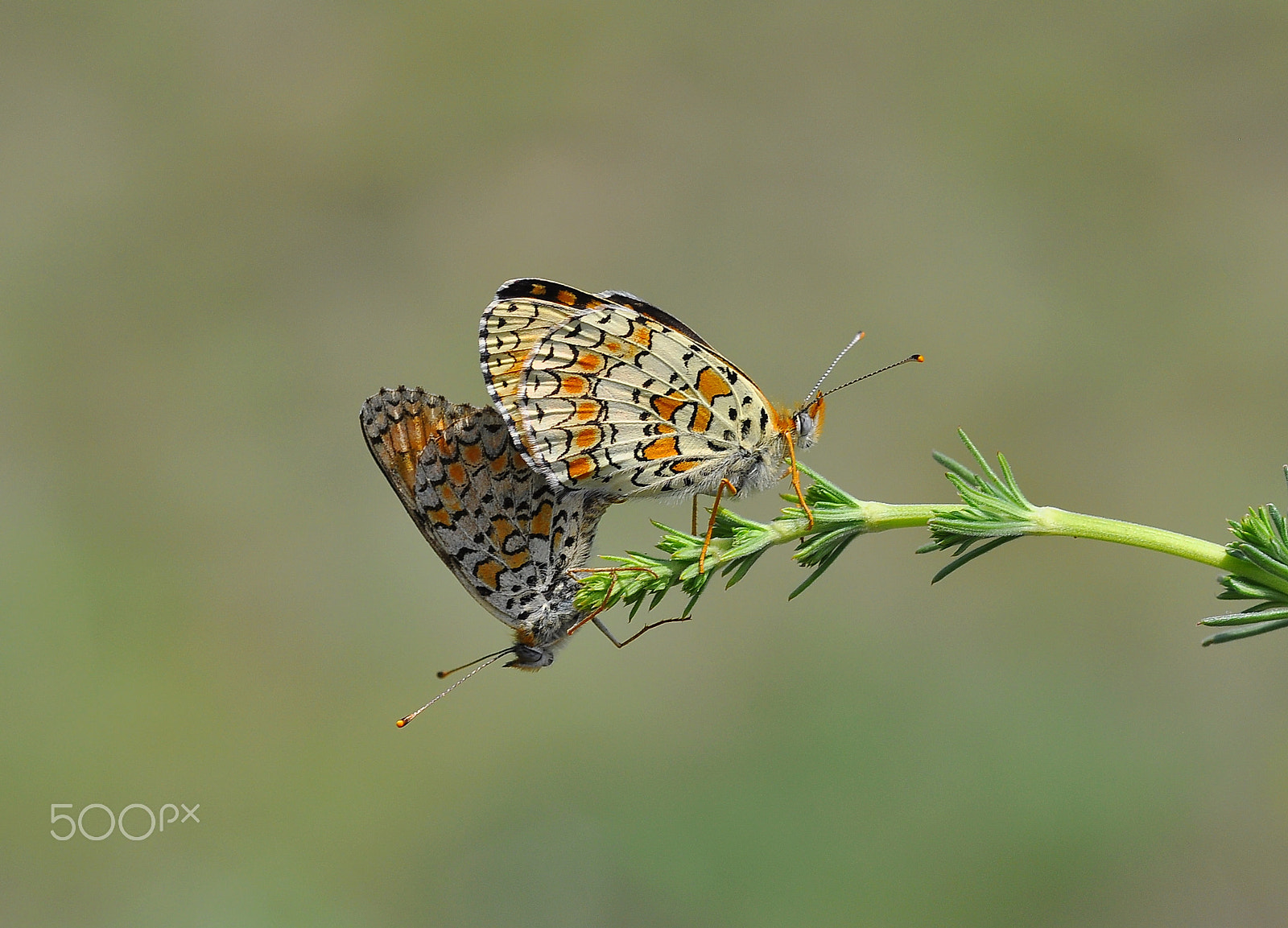 Nikon D90 + Nikon AF-S Micro-Nikkor 105mm F2.8G IF-ED VR sample photo. Butterflies photography