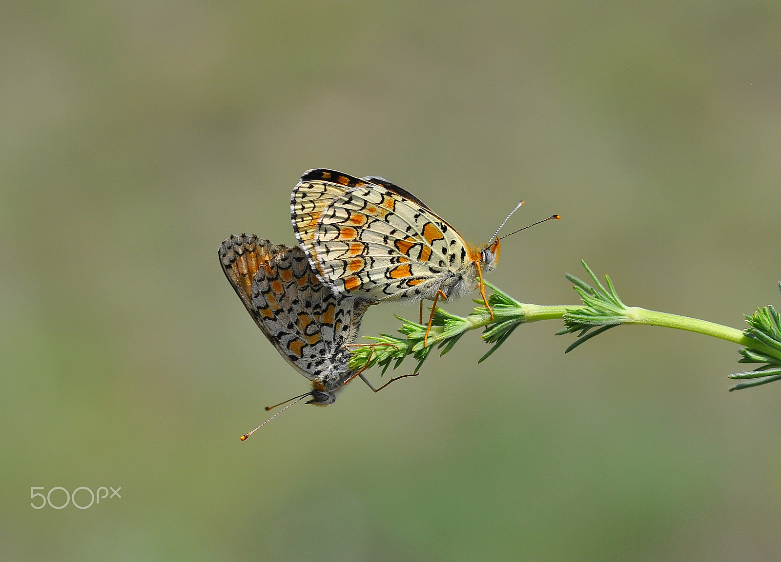 Nikon AF-S Micro-Nikkor 105mm F2.8G IF-ED VR sample photo. Butterflies photography