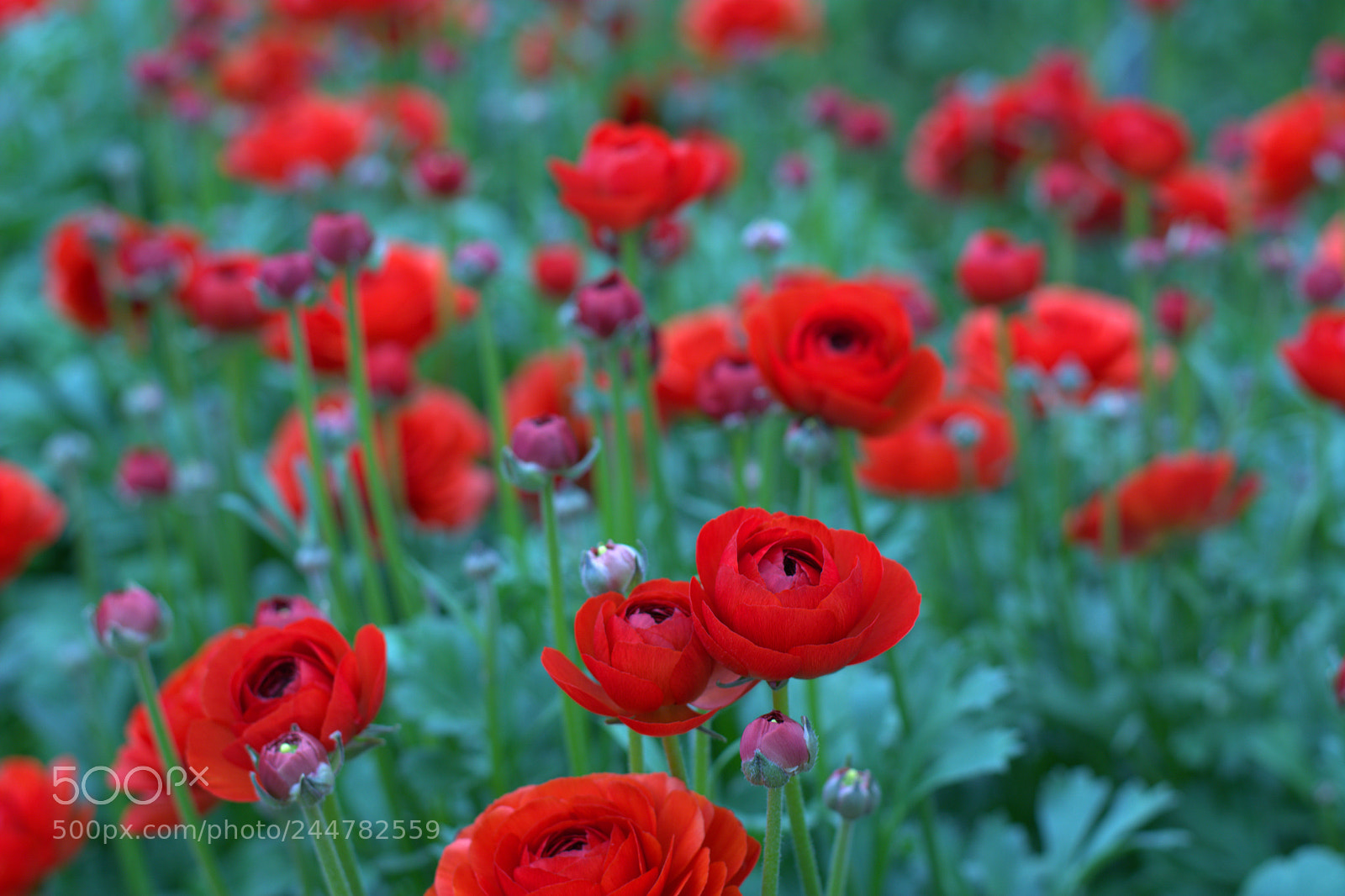 Nikon D7100 sample photo. Flowers photography