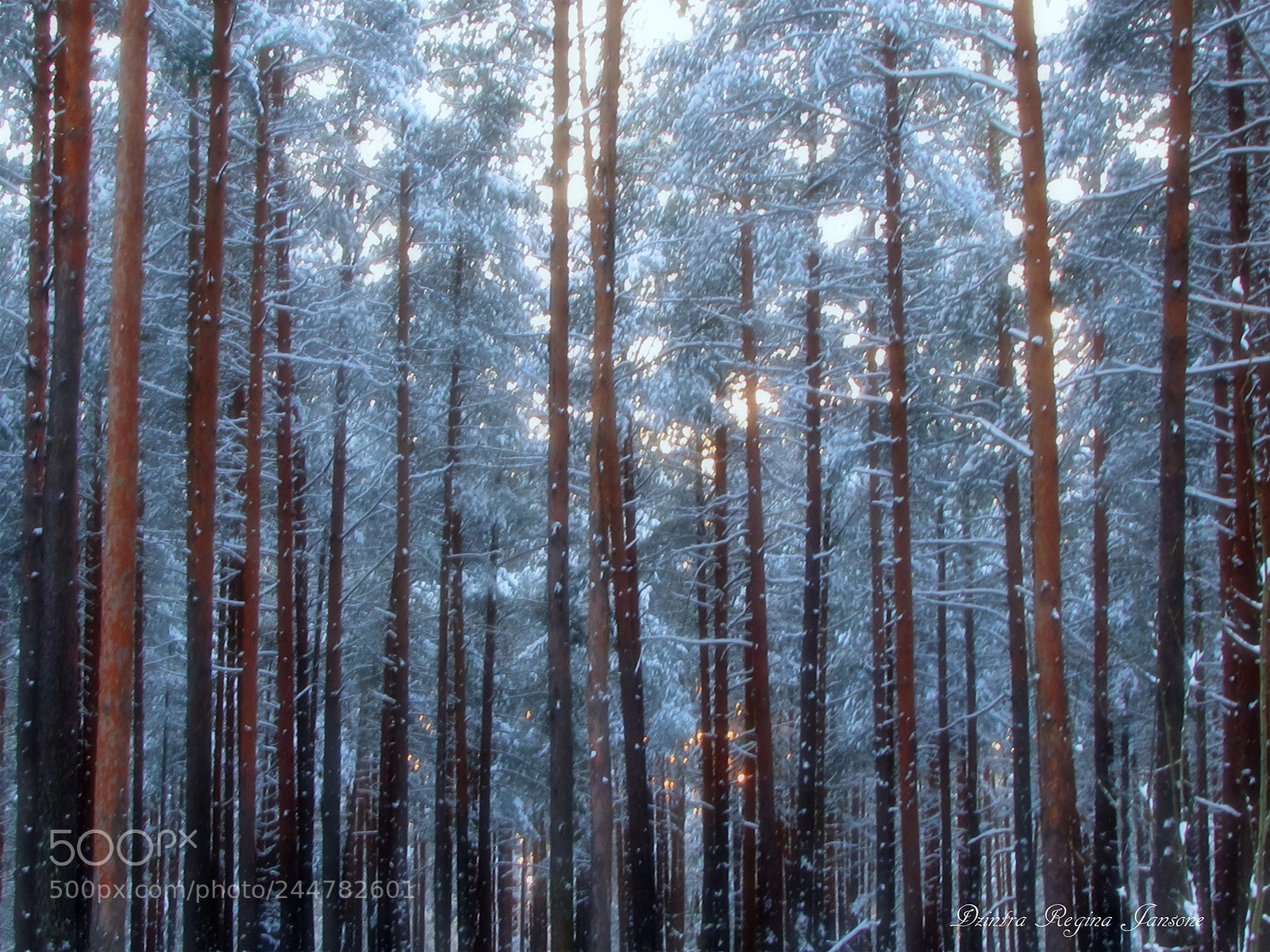 Canon PowerShot SX20 IS sample photo. Pine trees photography
