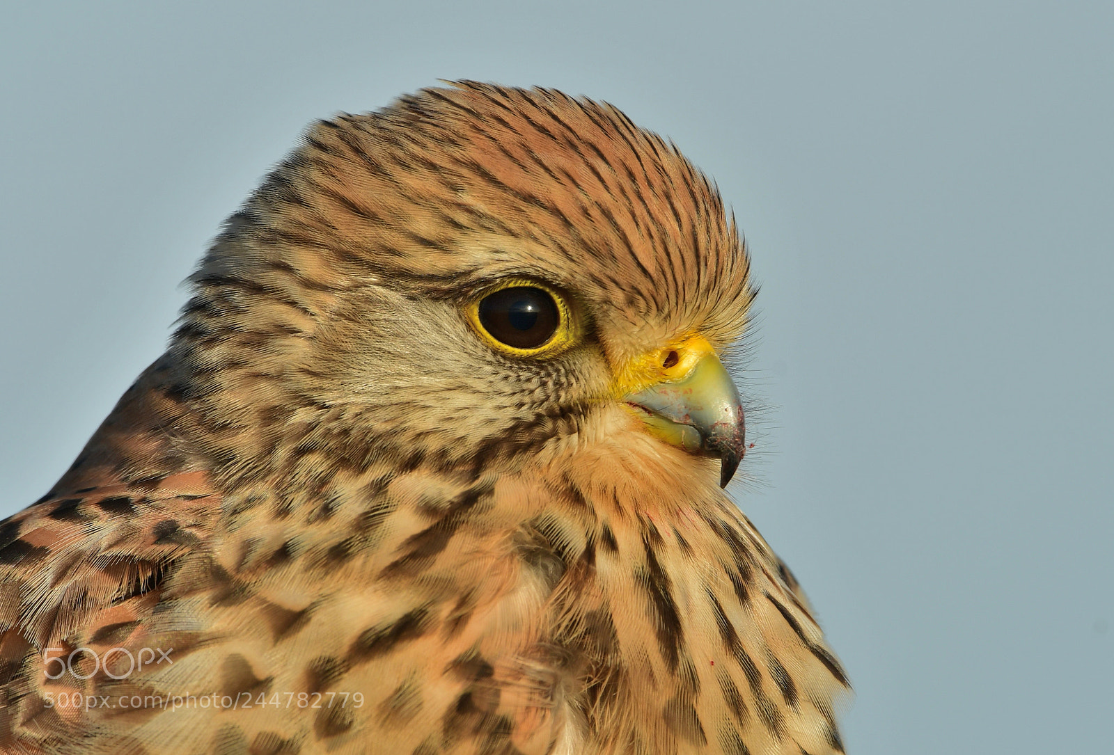 Nikon D500 + Nikon AF-S Nikkor 500mm F4G ED VR sample photo. Torenvalk photography
