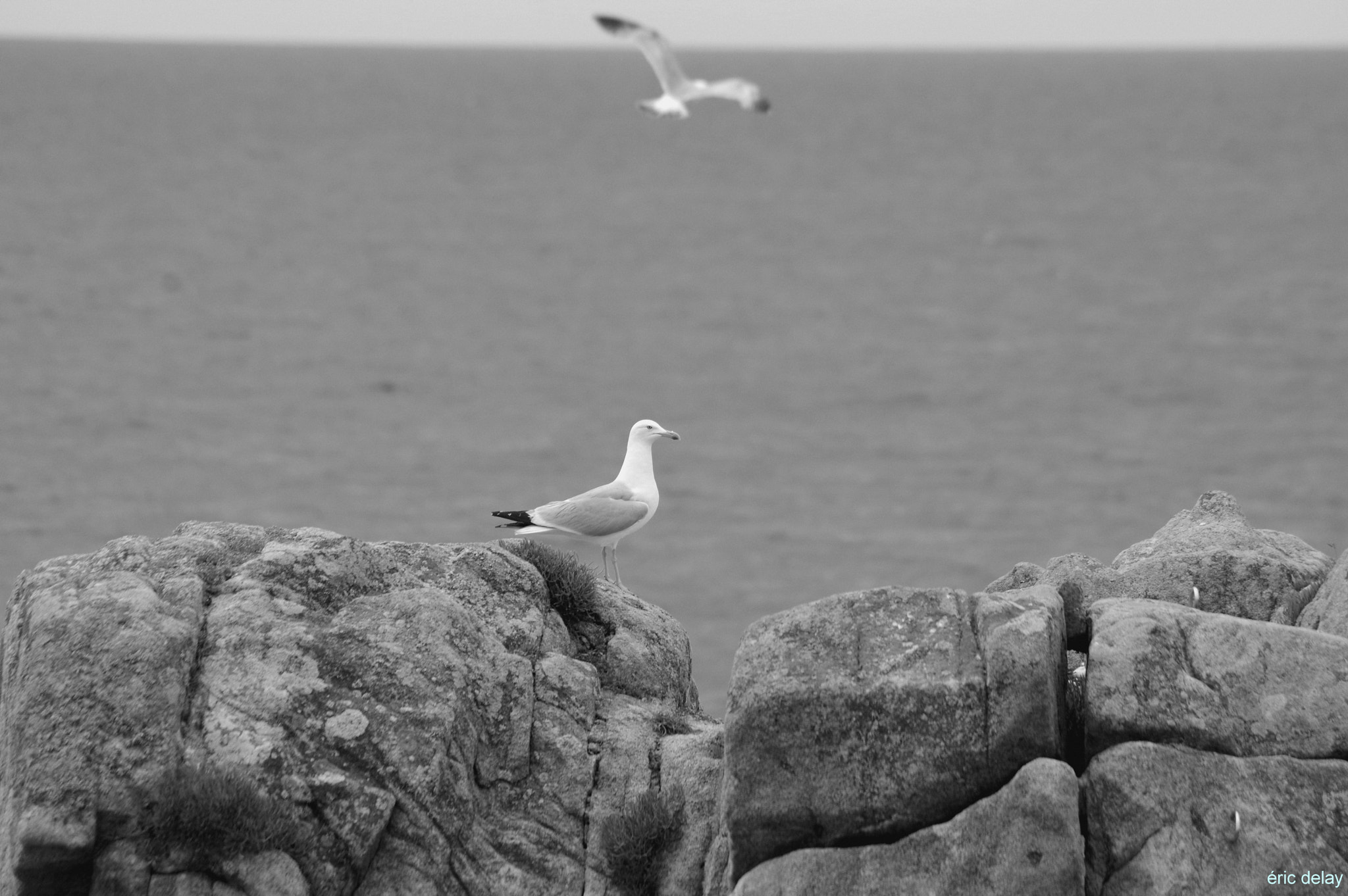 Pentax K-3 + Pentax smc DA 55-300mm F4.0-5.8 ED sample photo. Mouettes photography