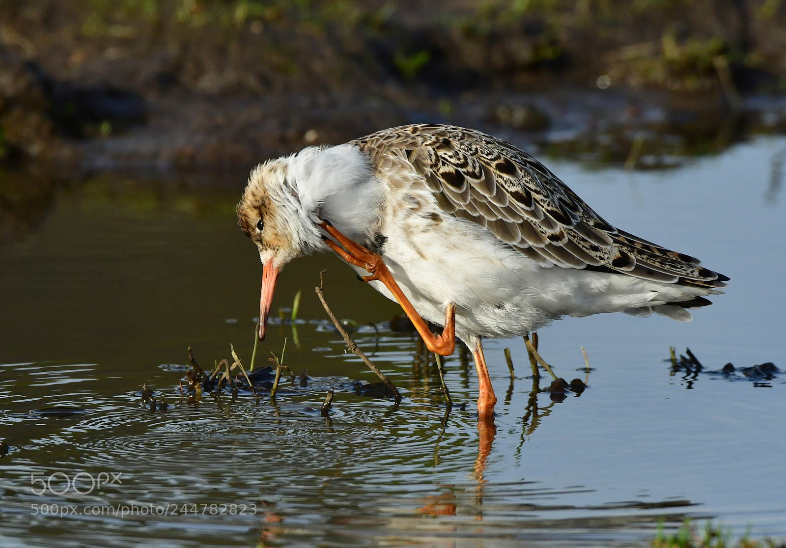 Nikon D500 + Nikon AF-S Nikkor 500mm F4G ED VR sample photo. Kemphaan photography
