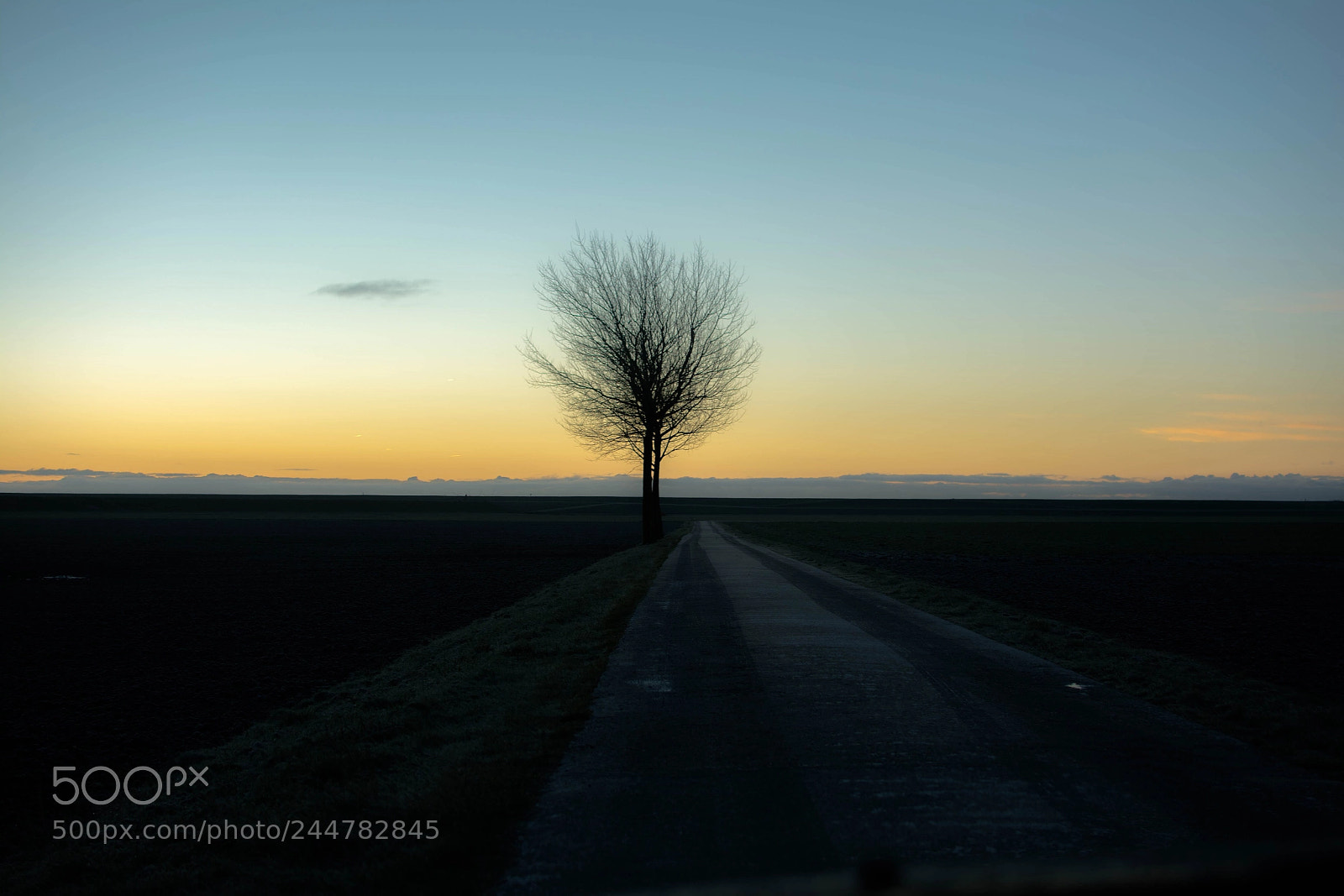 Nikon D7100 sample photo. Single tree at sunset photography