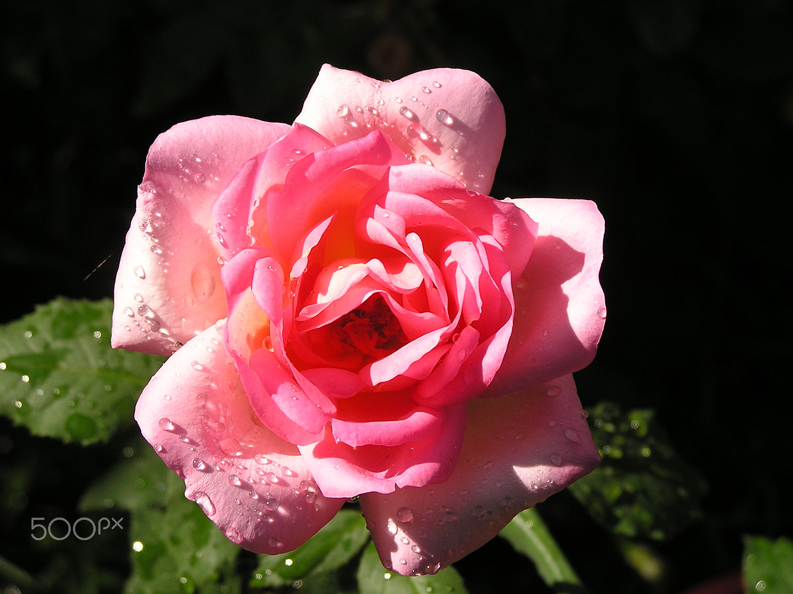 Olympus C740UZ sample photo. A flower for you photography