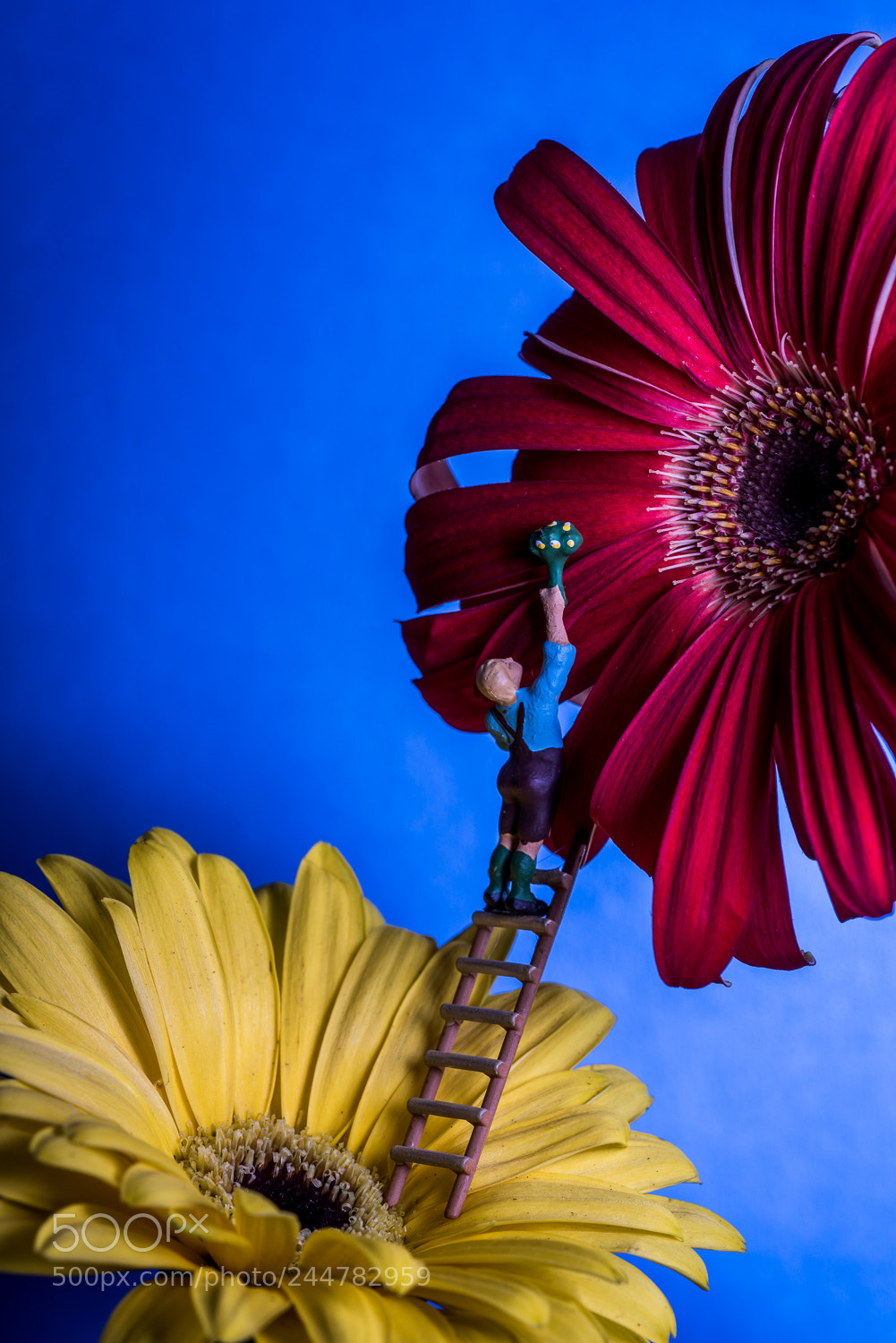 Nikon D810 sample photo. Gerbere photography