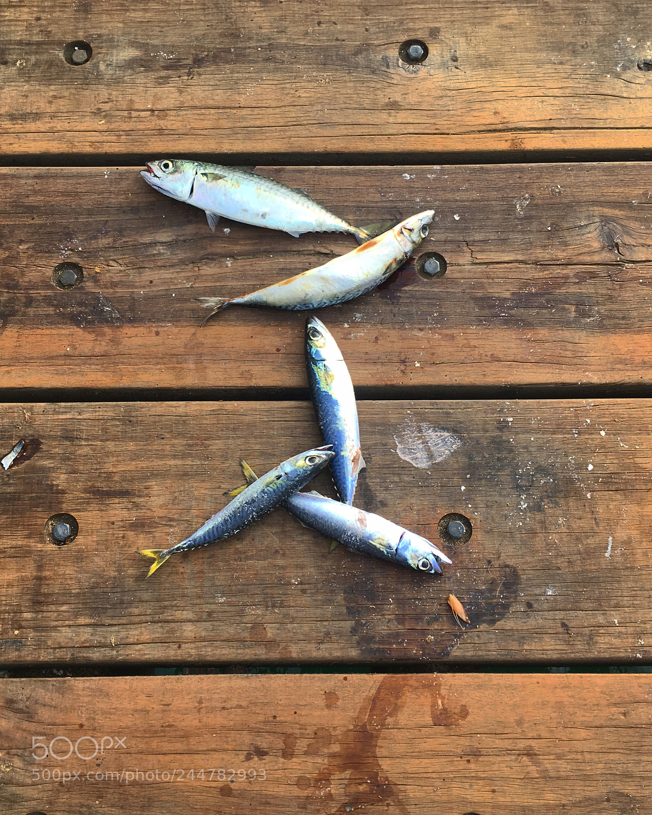 Apple iPhone 6s sample photo. Fish photography