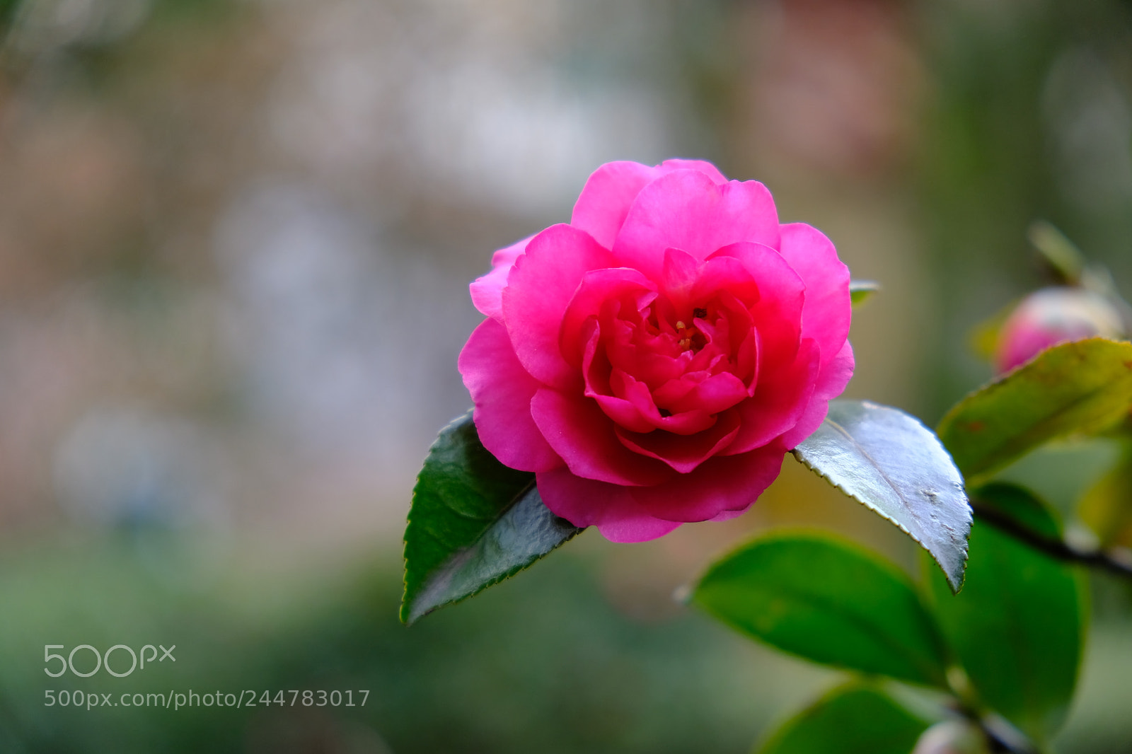 Fujifilm X-T2 sample photo. 春的气息 photography