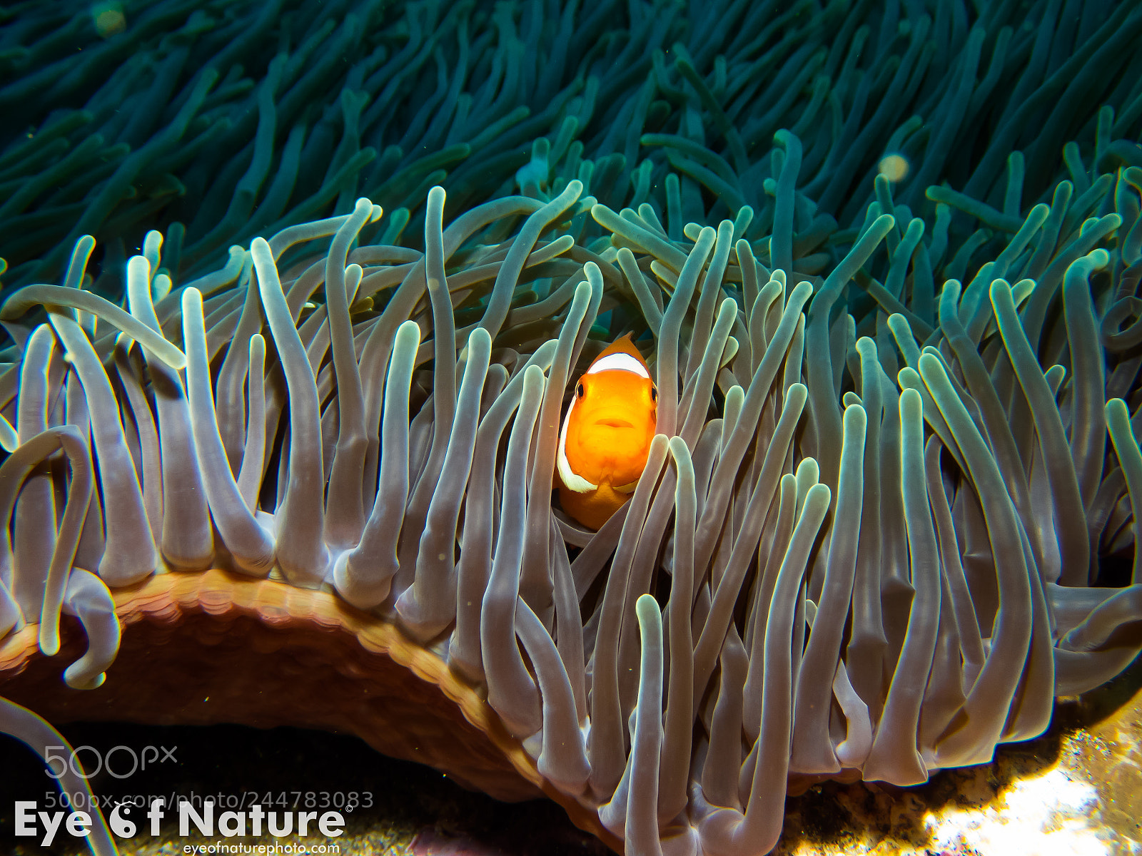 Olympus TG-4 sample photo. Nusa lembongan 2016 photography