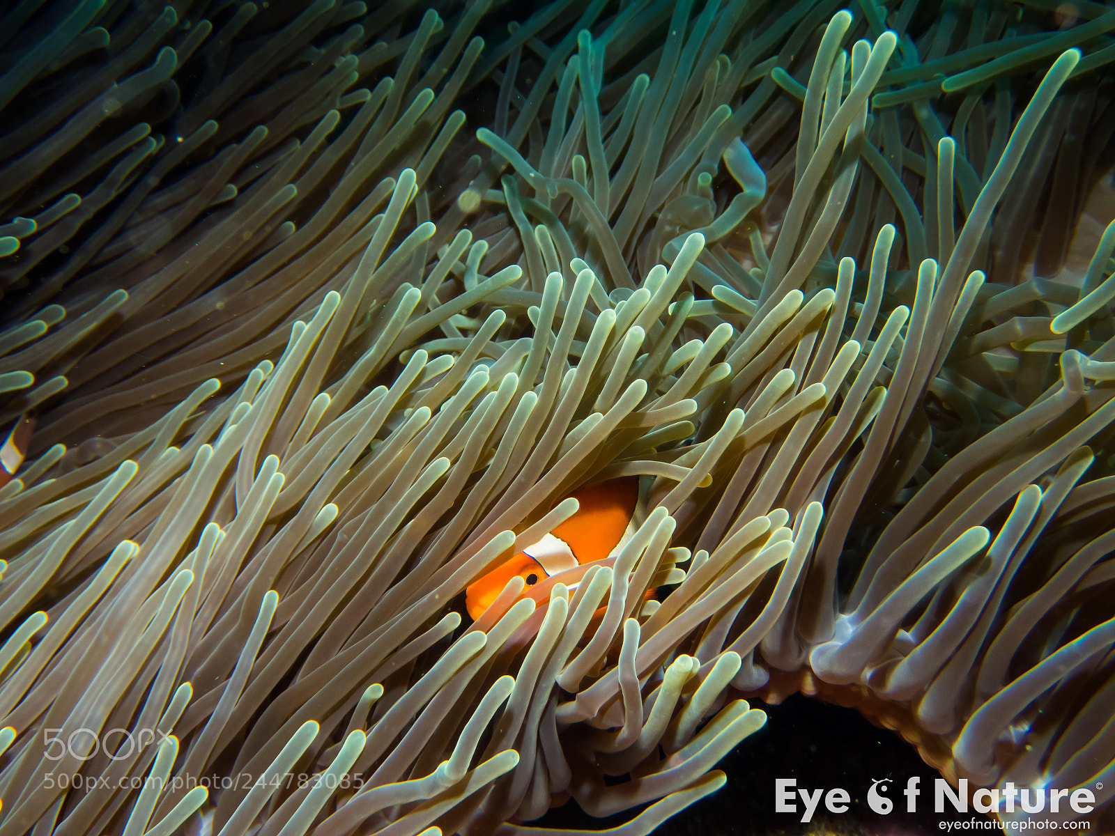 Olympus TG-4 sample photo. Nusa lembongan 2016 photography