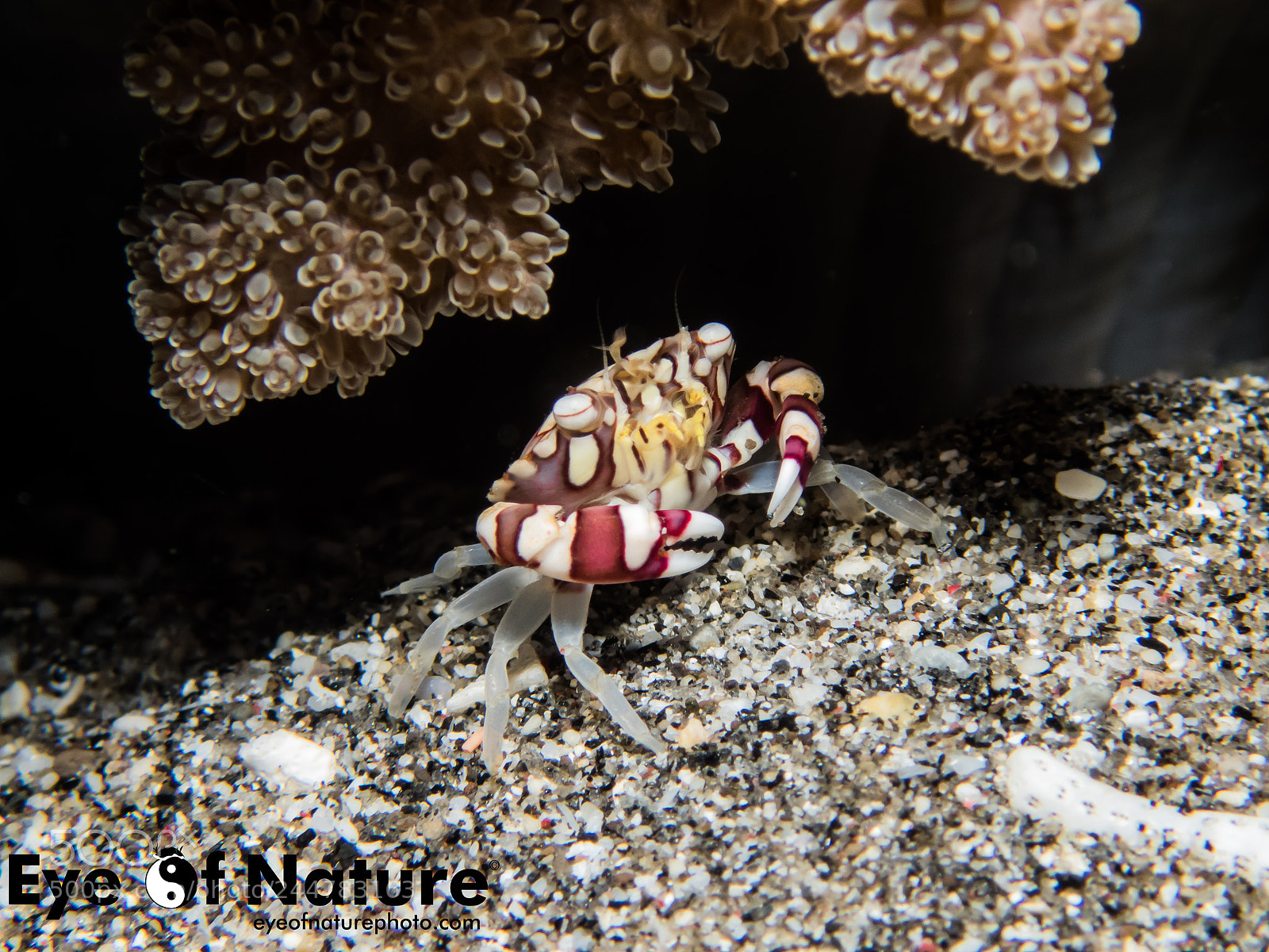 Olympus TG-4 sample photo. Nusa lembongan 2016 photography