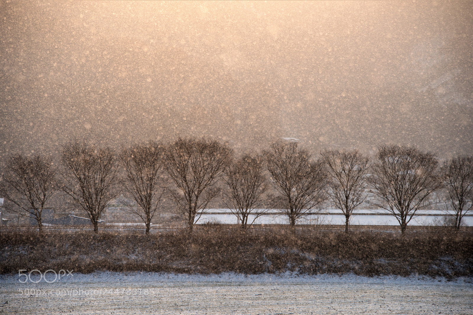 Nikon D810 sample photo. Snow photography