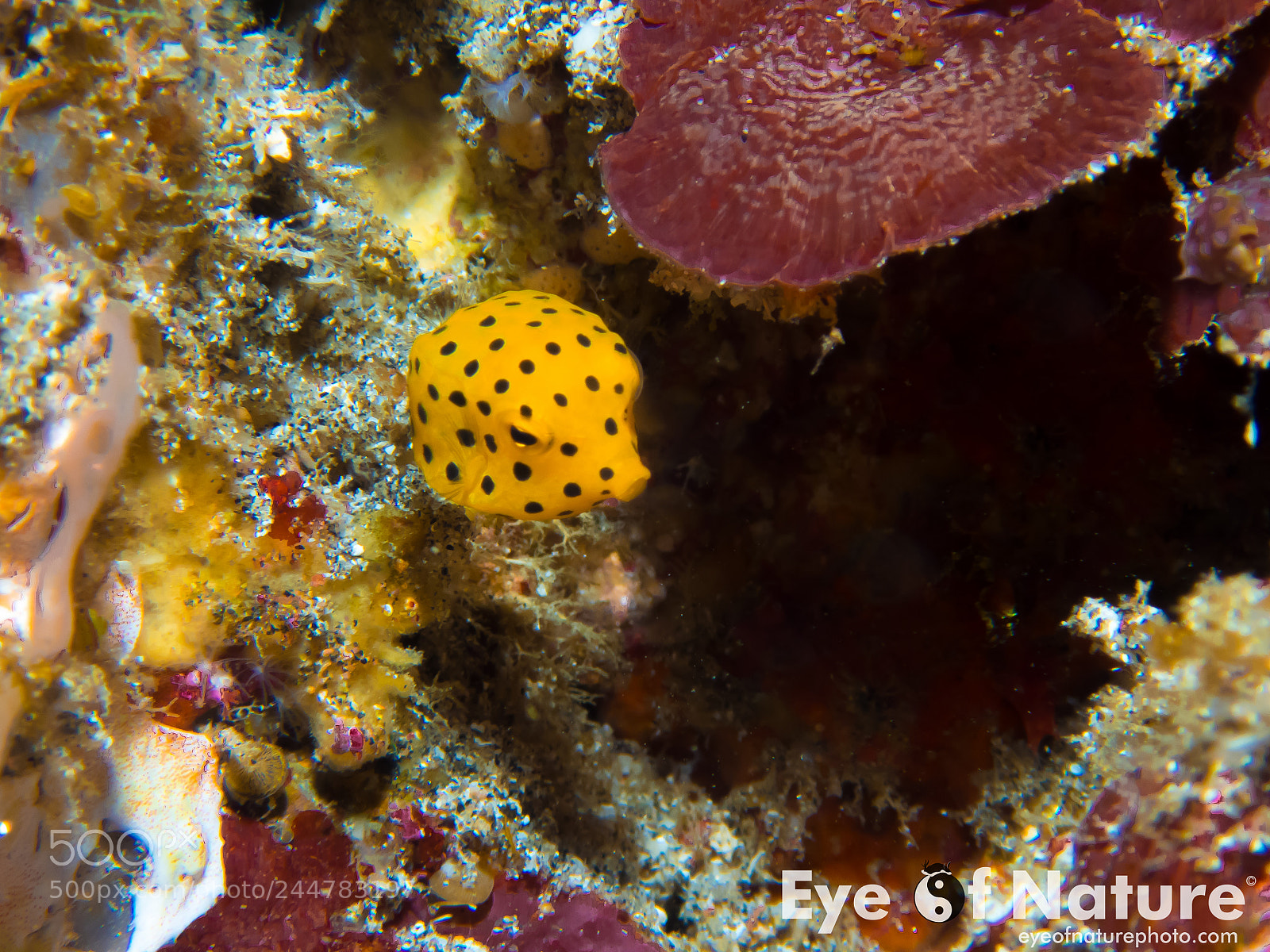 Olympus TG-4 sample photo. Nusa lembongan 2016 photography