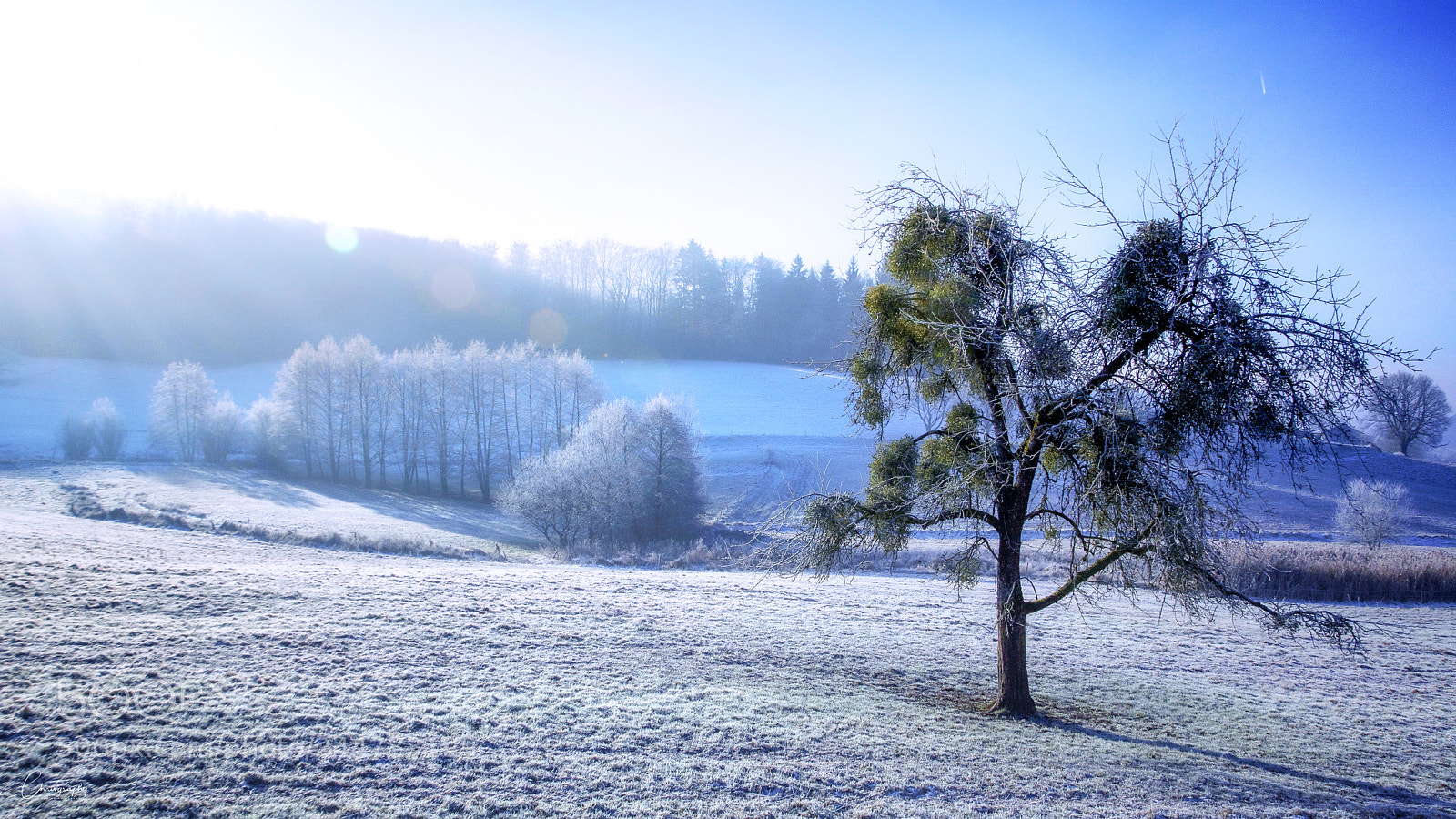 Nikon D7100 sample photo. Frost photography