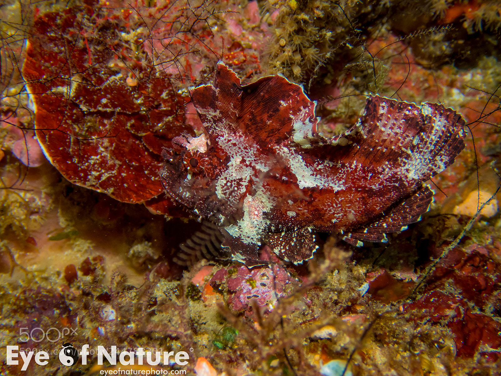 Olympus TG-4 sample photo. Nusa lembongan 2016 photography