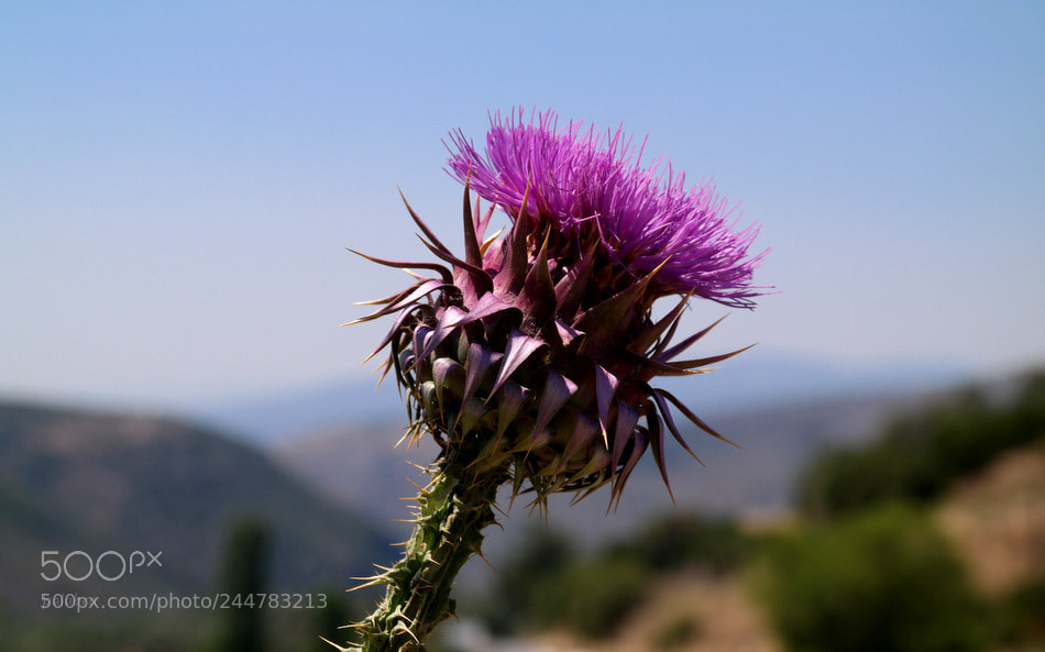 Samsung NX30 sample photo. ... photography