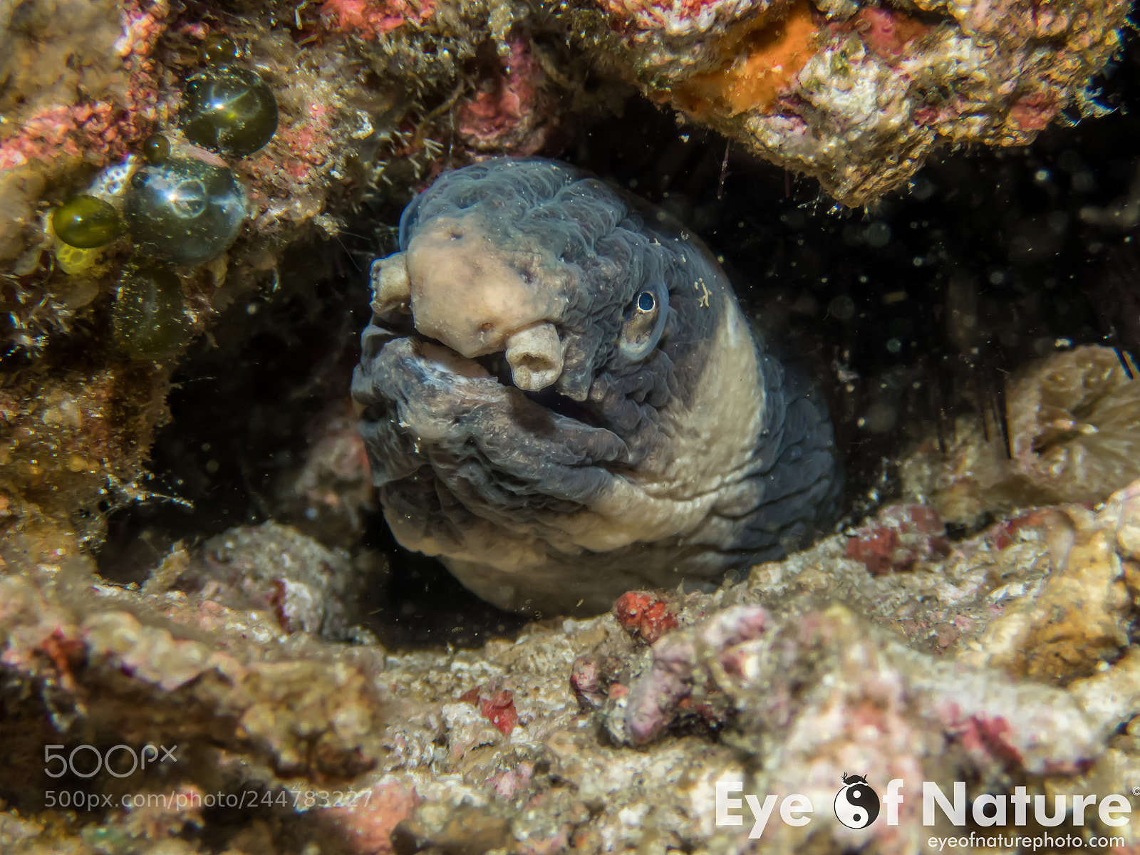 Olympus TG-4 sample photo. Nusa lembongan 2016 photography