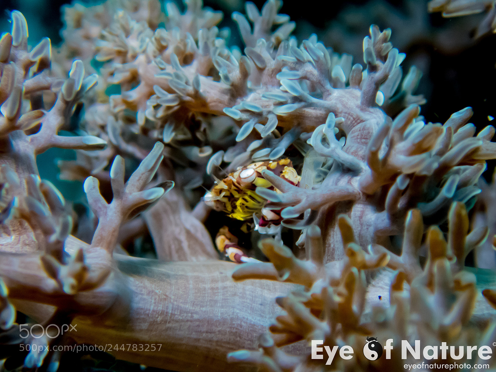 Olympus TG-4 sample photo. Nusa lembongan 2016 photography