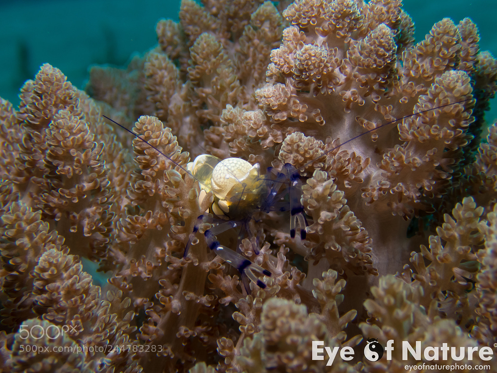 Olympus TG-4 sample photo. Nusa lembongan 2016 photography