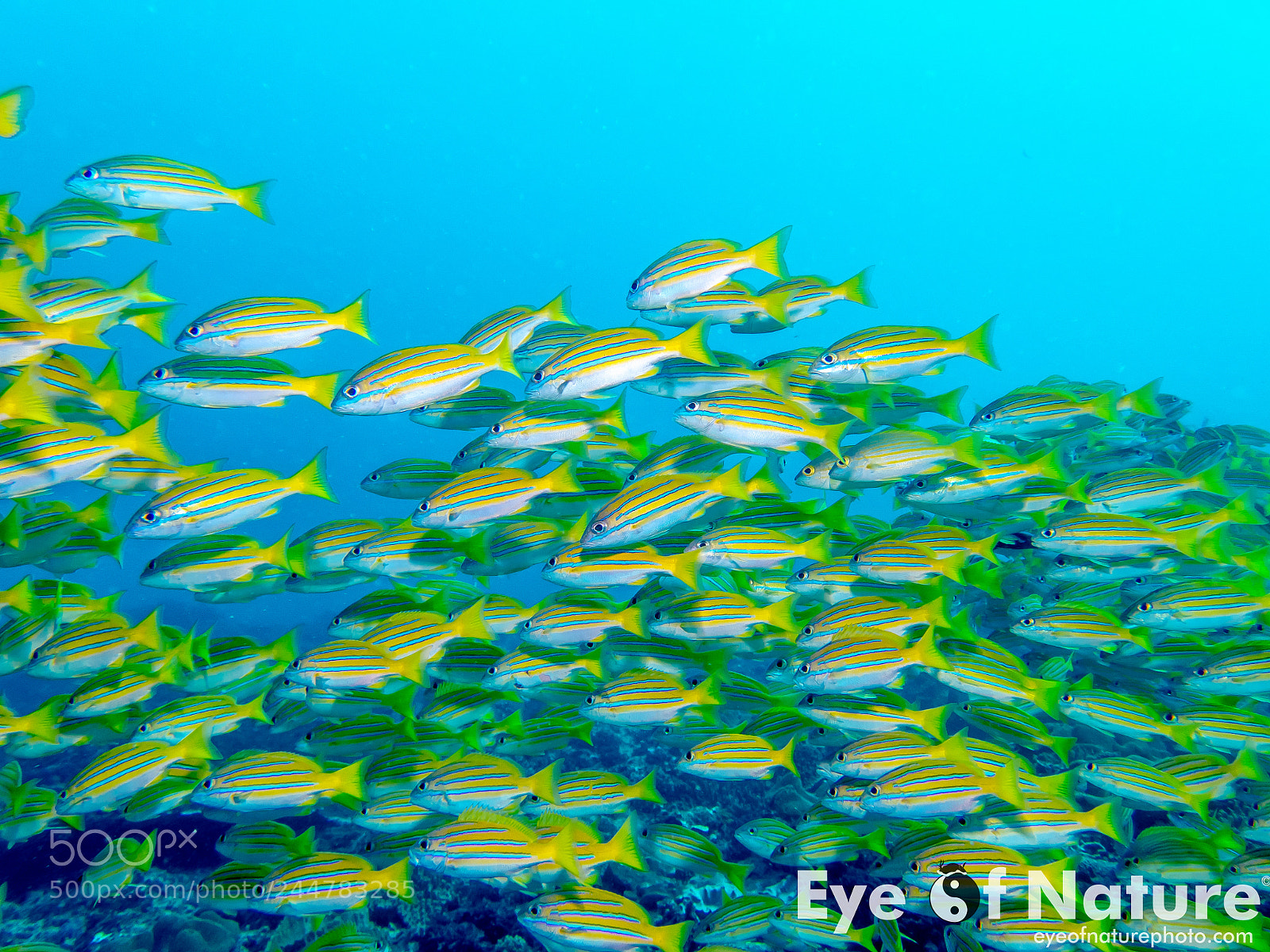 Olympus TG-4 sample photo. Nusa lembongan 2016 photography