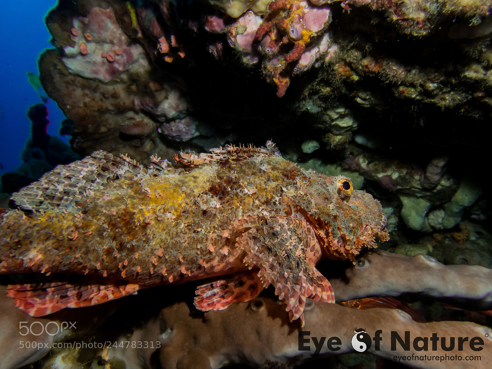 Olympus TG-4 sample photo. Nusa lembongan 2016 photography