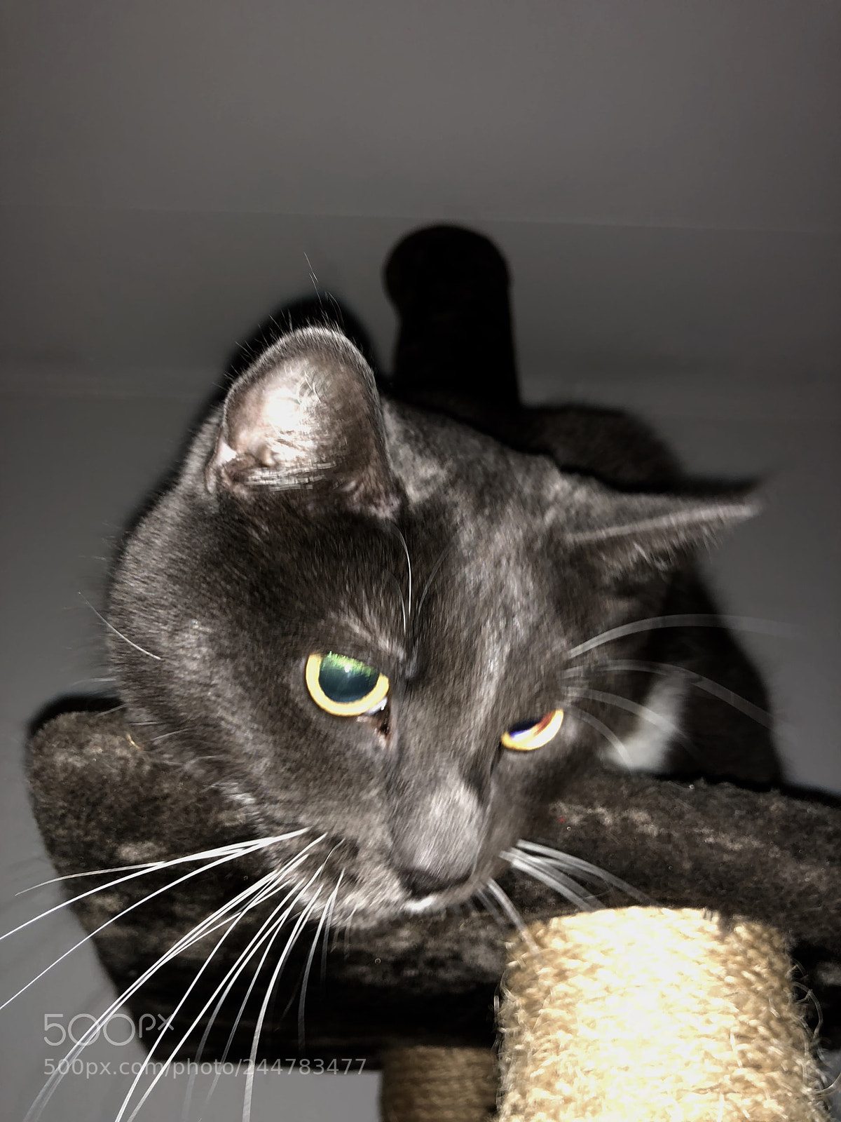 Apple iPhone X sample photo. Untitled photography