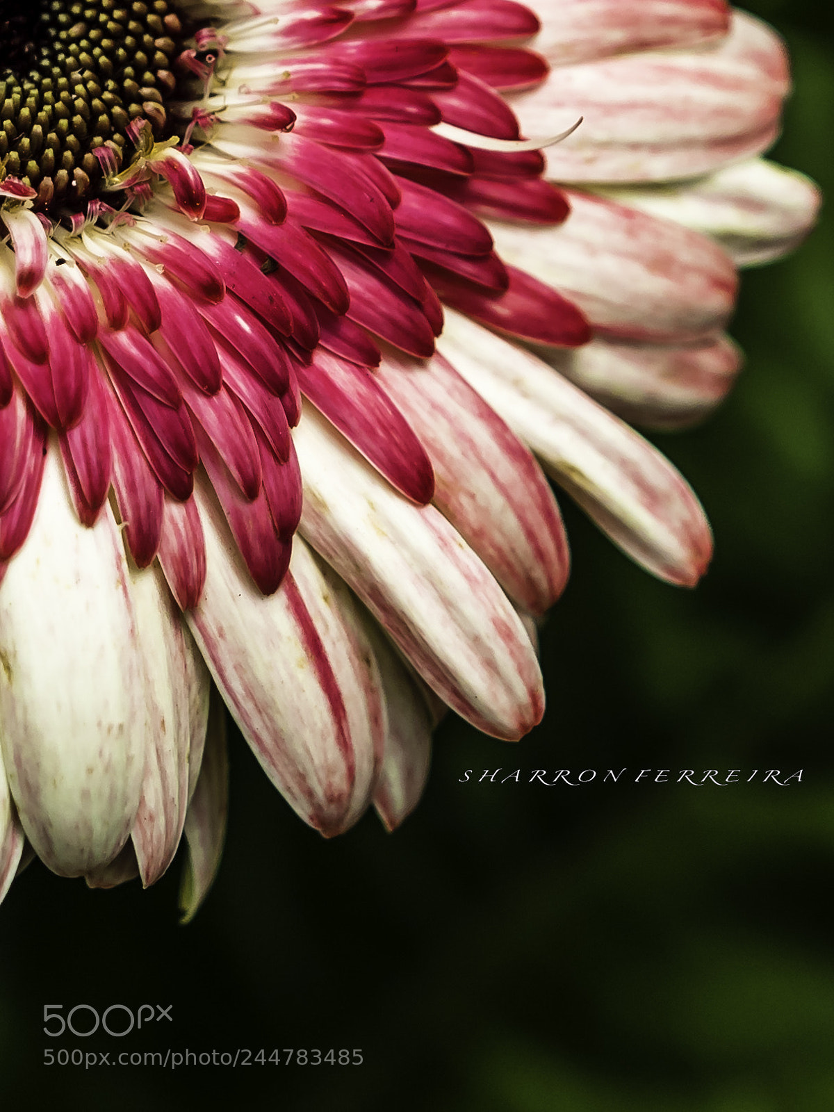 Olympus OM-D E-M5 II sample photo. There is beauty in photography