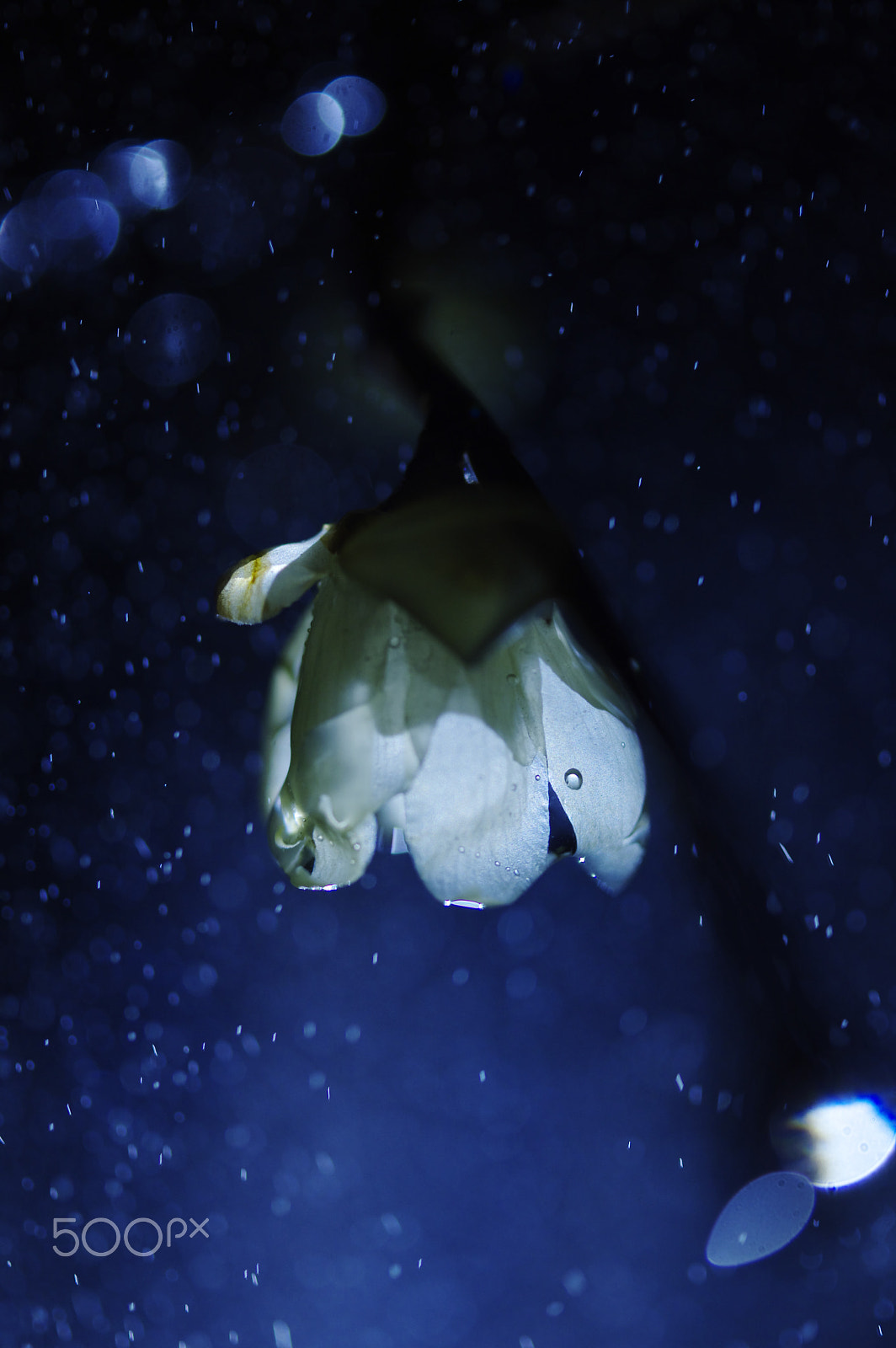 Pentax K-3 II sample photo. The rainy night photography