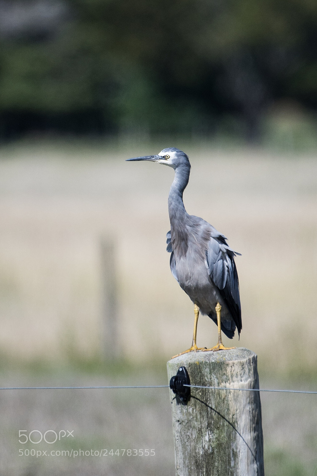 Nikon D500 sample photo. White-faced heron / matuku moana photography