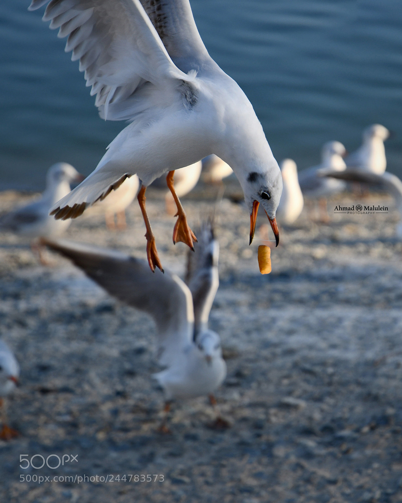 Nikon D7500 sample photo. Feed to capture! photography