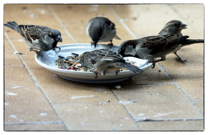 Olympus OM-D E-M1 Mark II sample photo. . photography