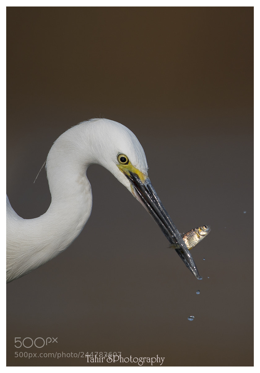 Nikon D500 sample photo. Little egret with fish photography
