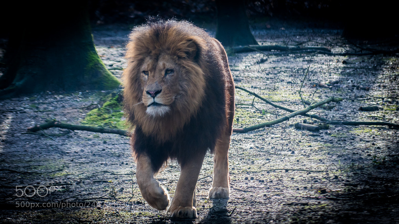 Nikon D500 sample photo. Lion photography