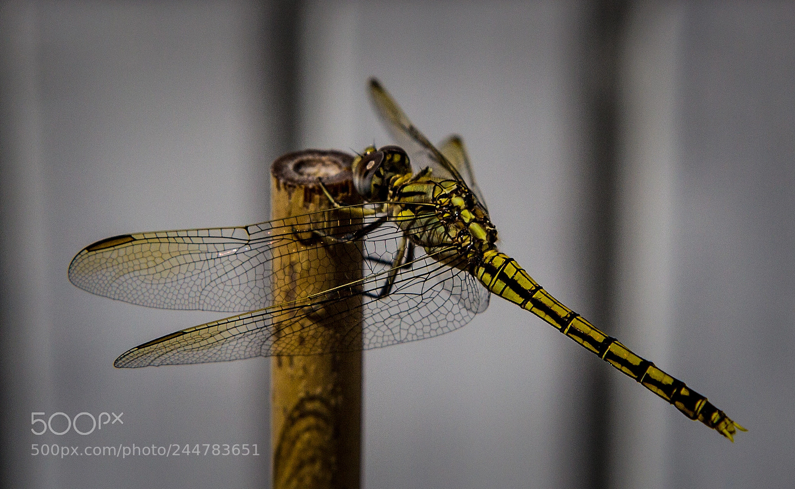 Canon EOS 600D (Rebel EOS T3i / EOS Kiss X5) sample photo. The yellow dragonfly photography