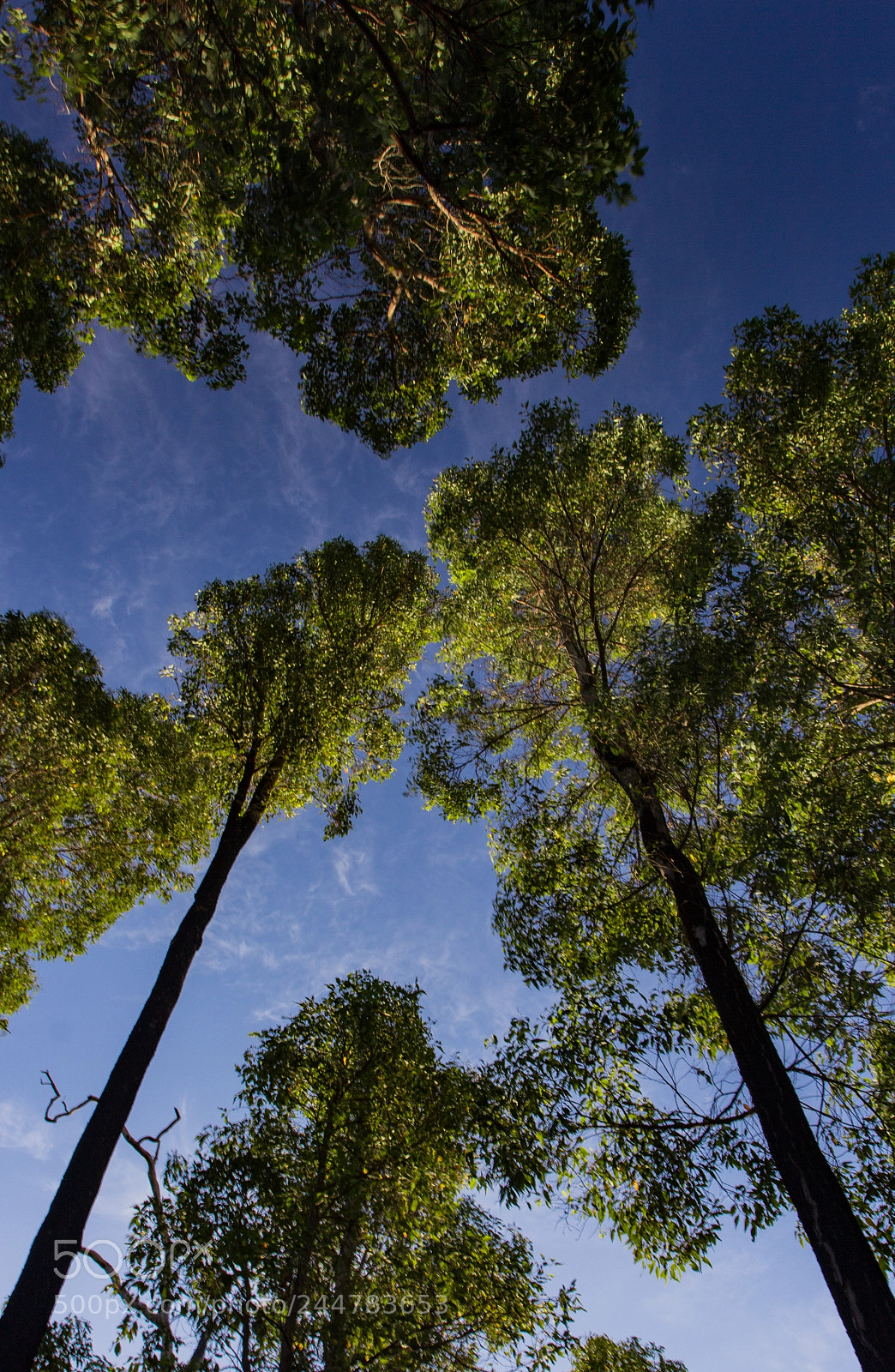 Canon EOS 600D (Rebel EOS T3i / EOS Kiss X5) sample photo. Trees into the sky photography