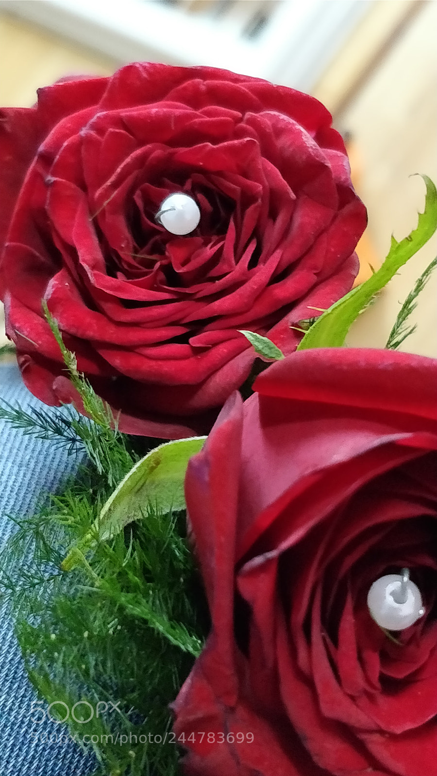 OnePlus 5 sample photo. Roses photography