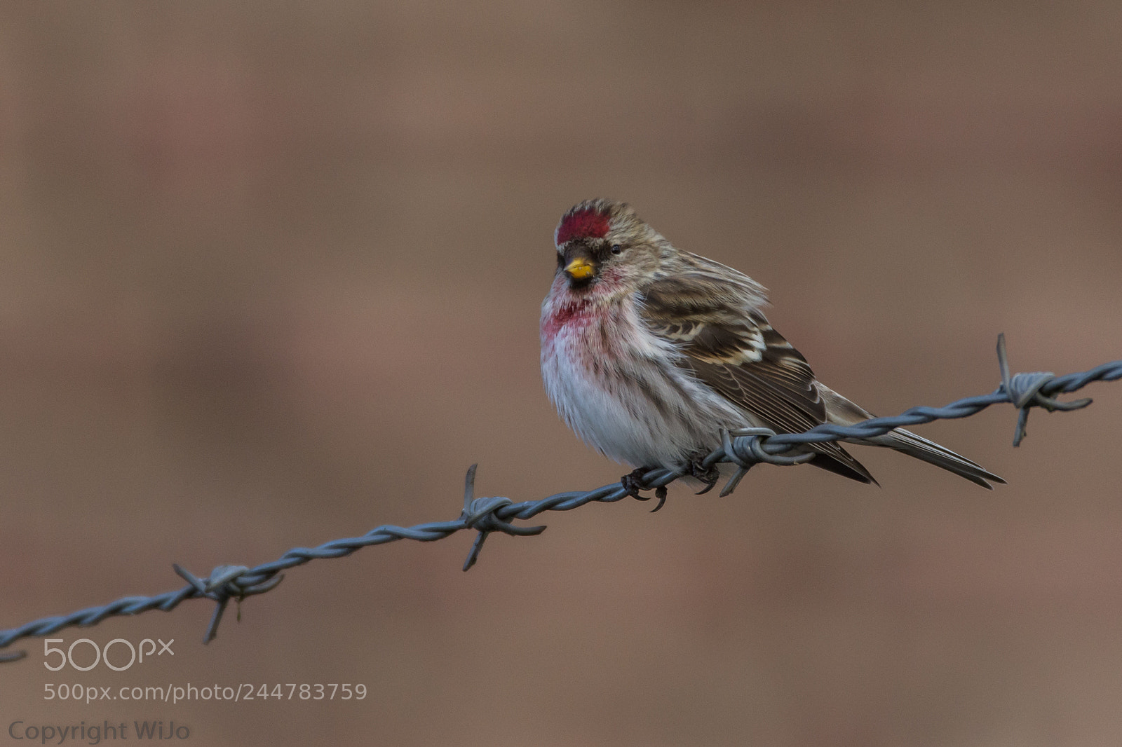 Nikon D7200 sample photo. Mealy redpoll / grote barmsijs photography