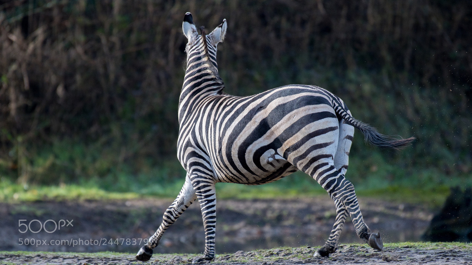 Nikon D500 sample photo. Zebra photography