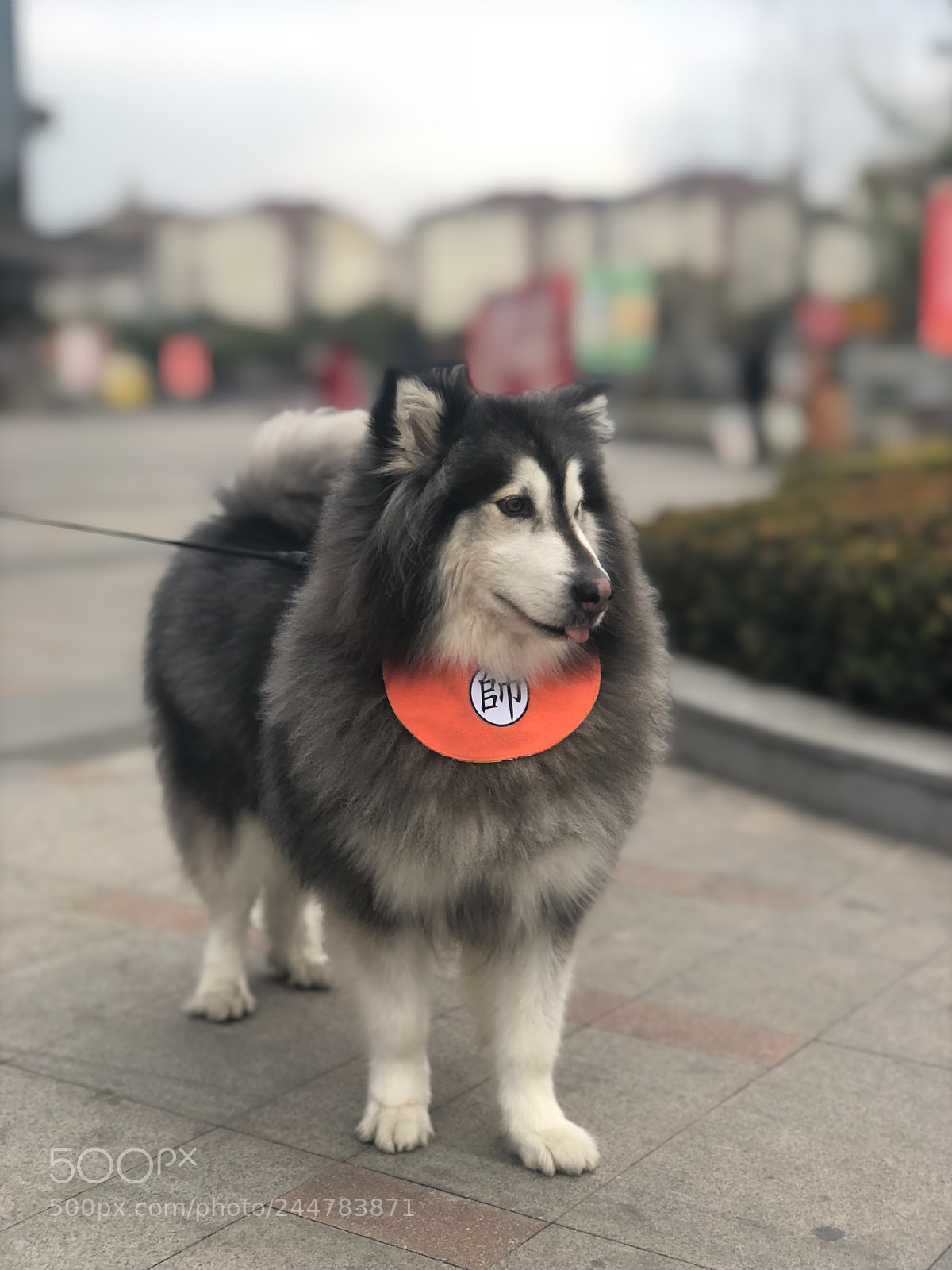 Apple iPhone X sample photo. Alaskan malamute photography